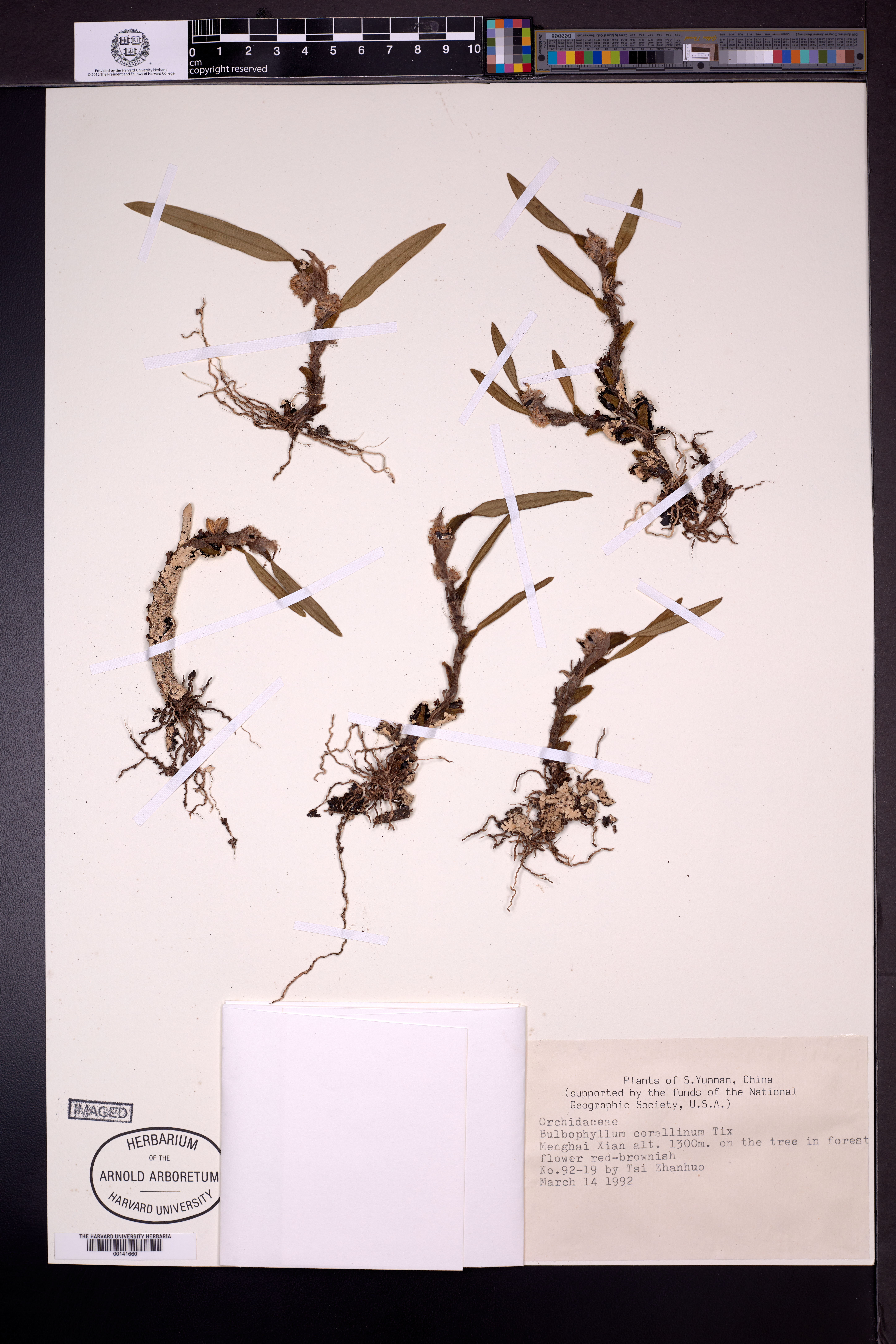Bulbophyllum corallinum (Bulbophyllum corallinum)