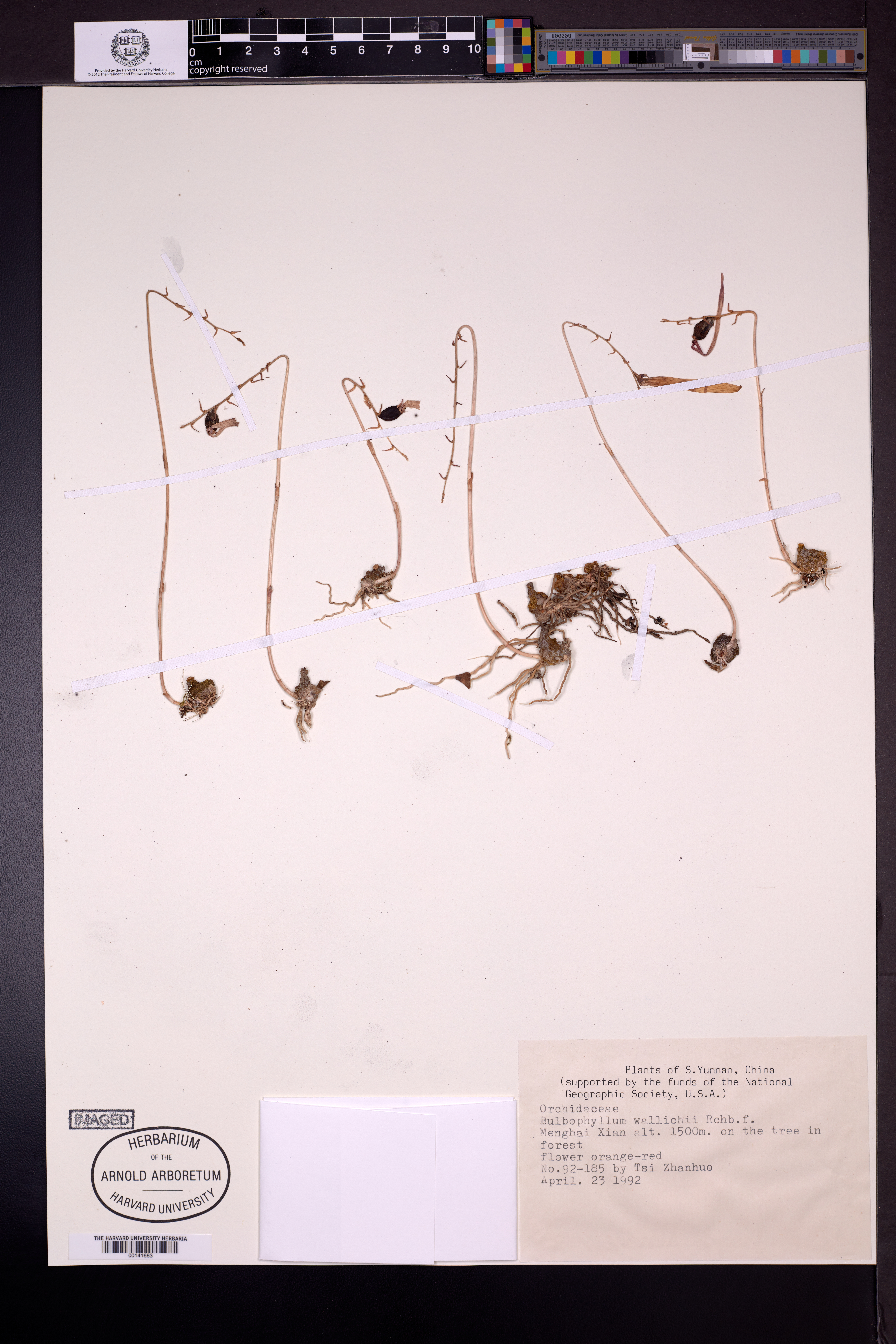 Bulbopyllum wallichii (Bulbopyllum wallichii)