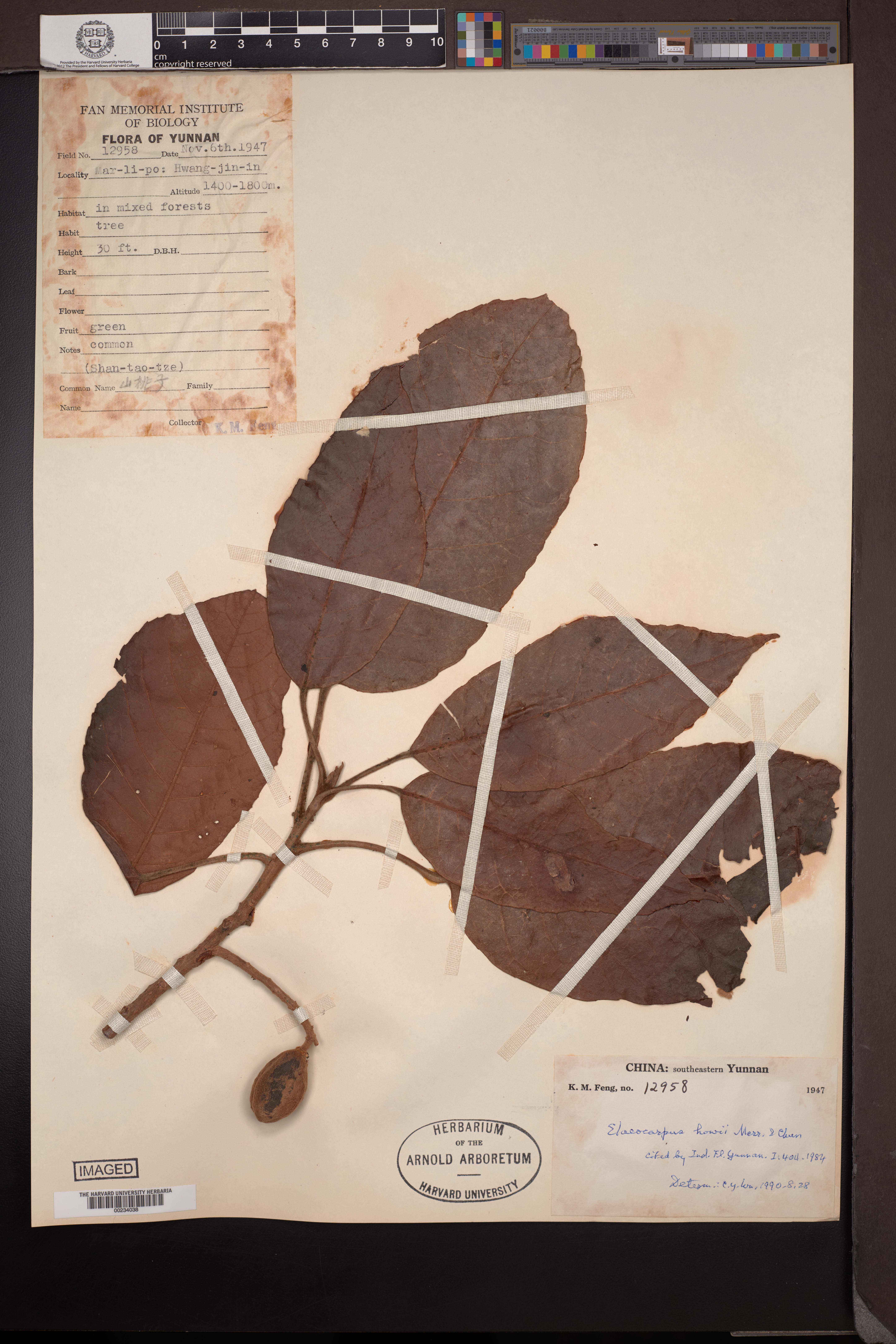 Elaeocarpus howii (Elaeocarpus howii)