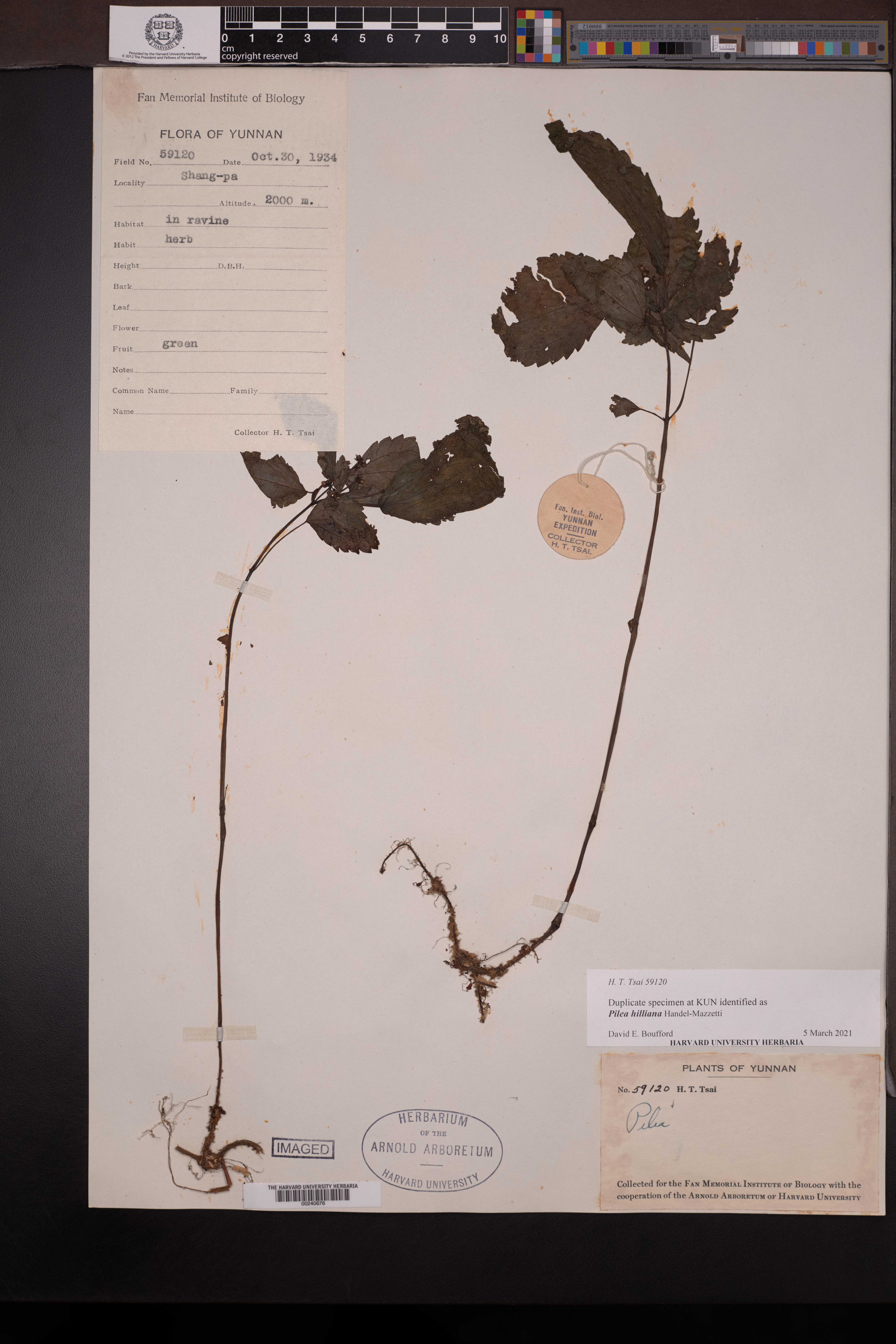 Achudemia hilliana (Achudemia hilliana)