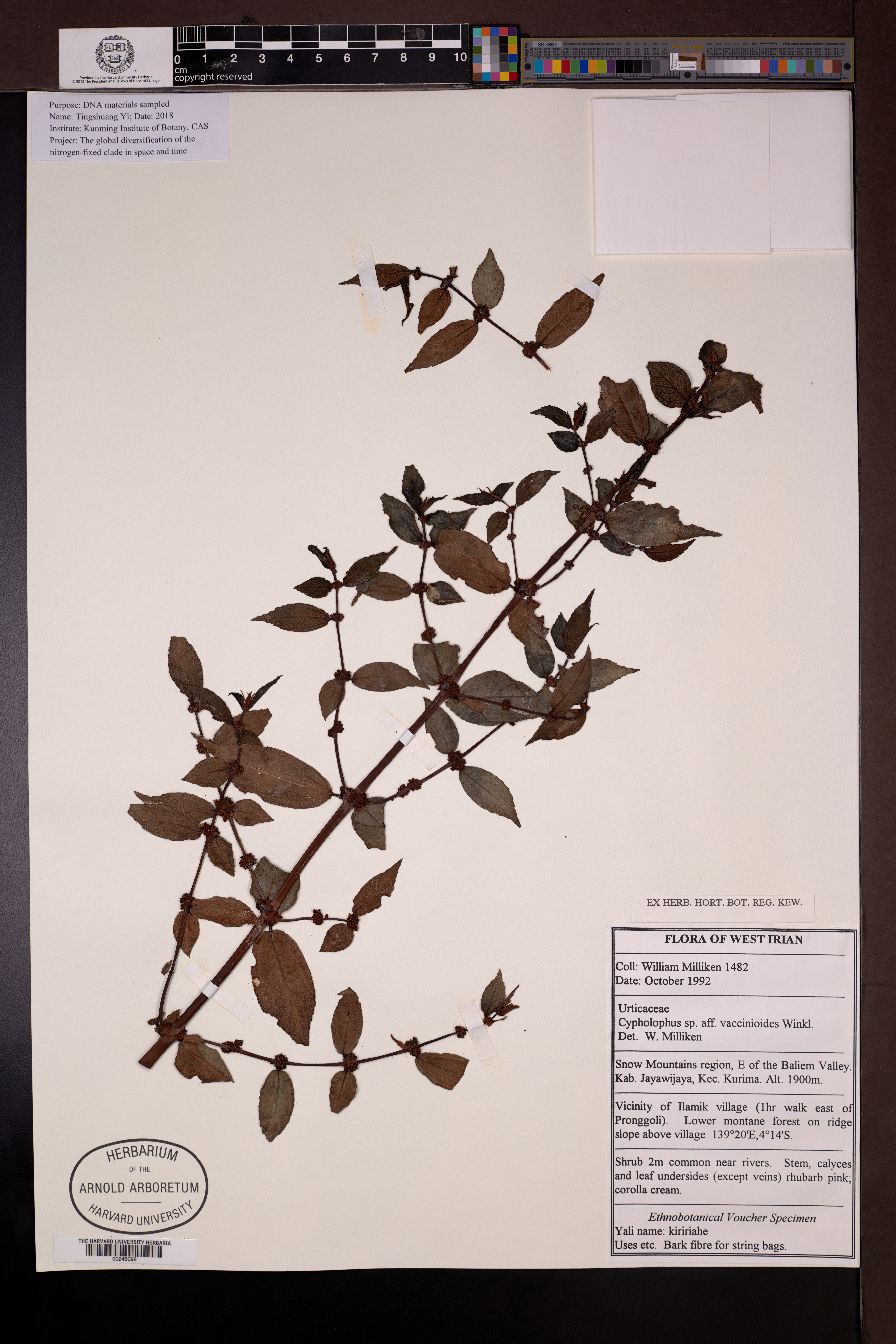 Cypholophus vaccinioides