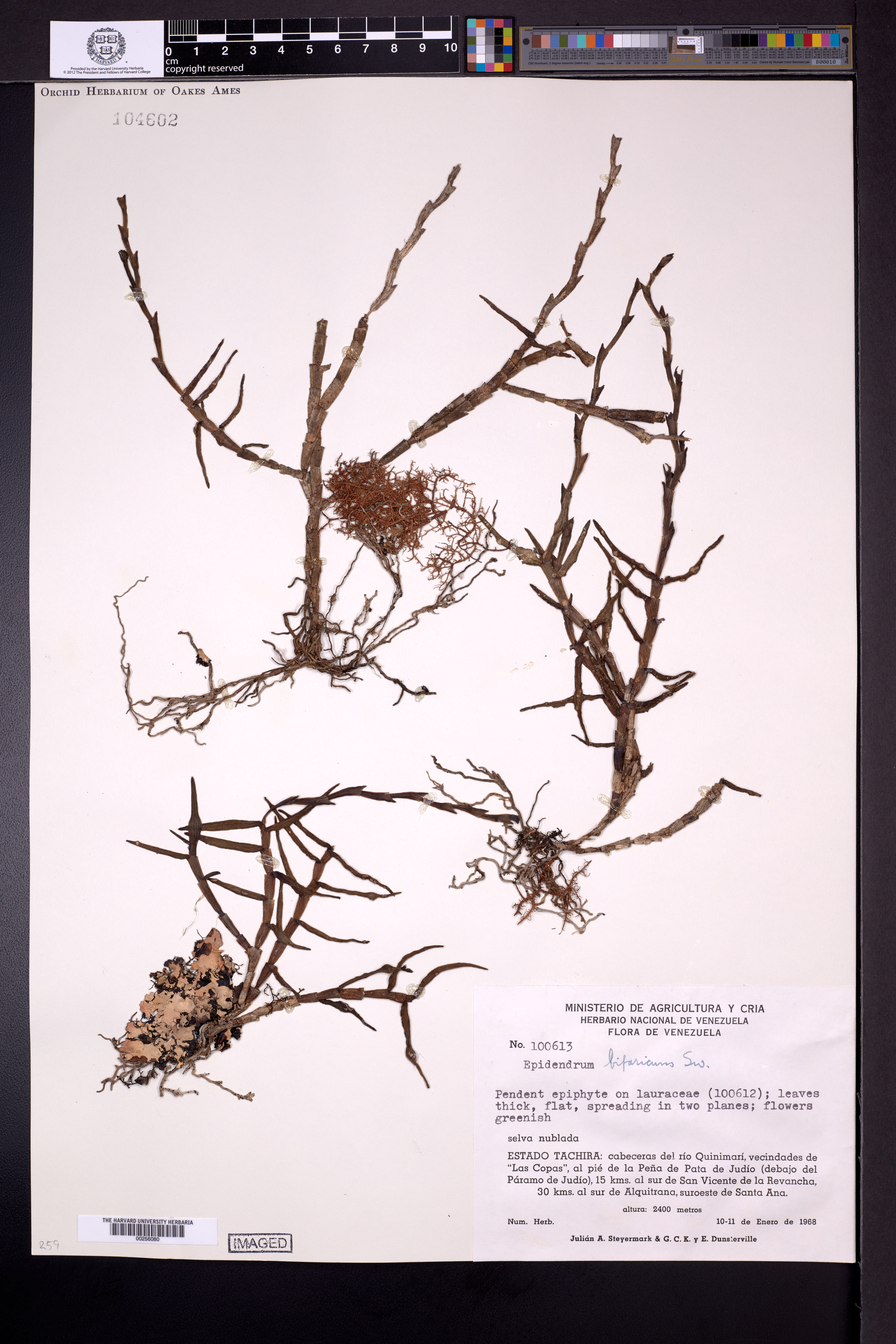 Epidendrum bifarium Sw.