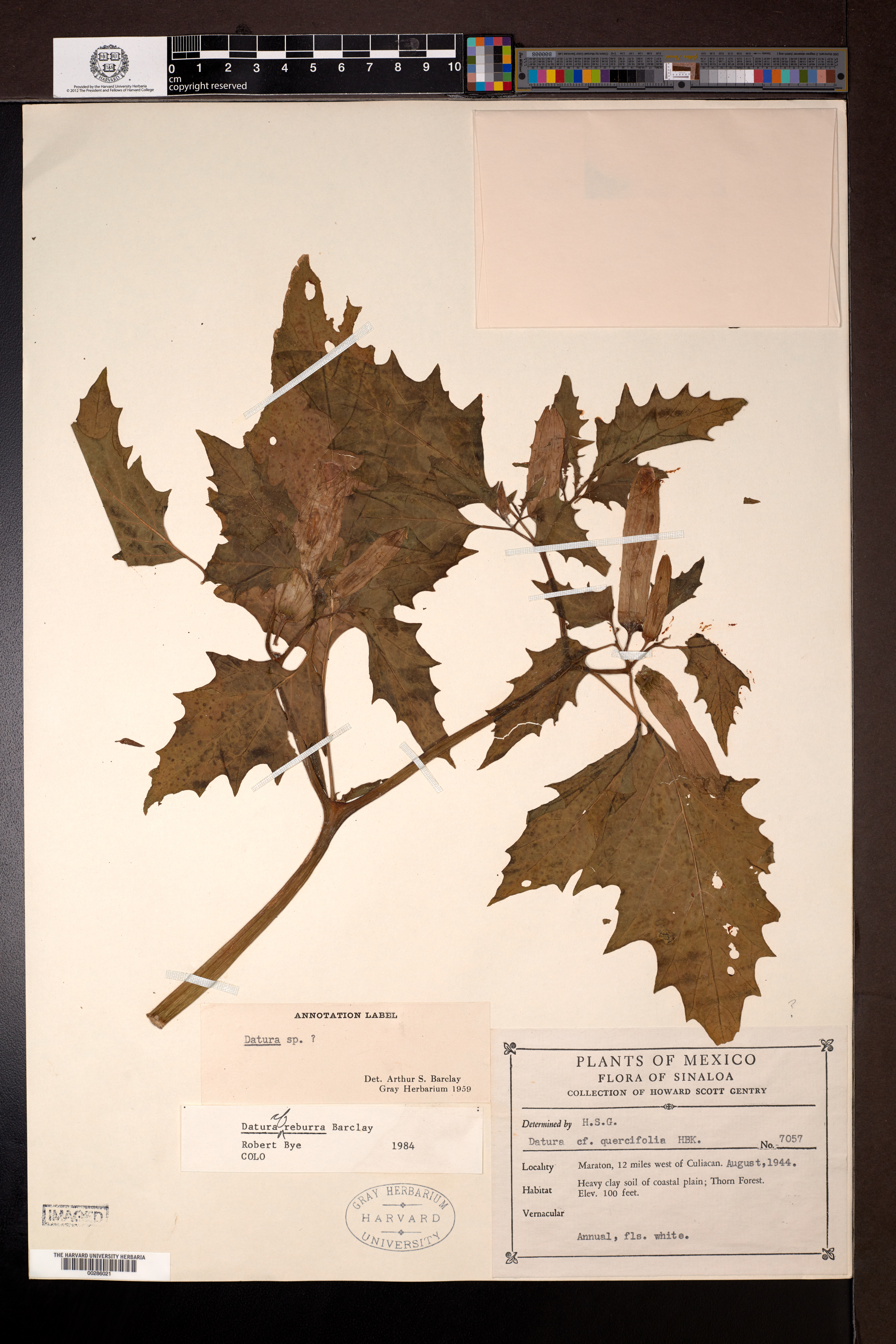 Desert thornapple