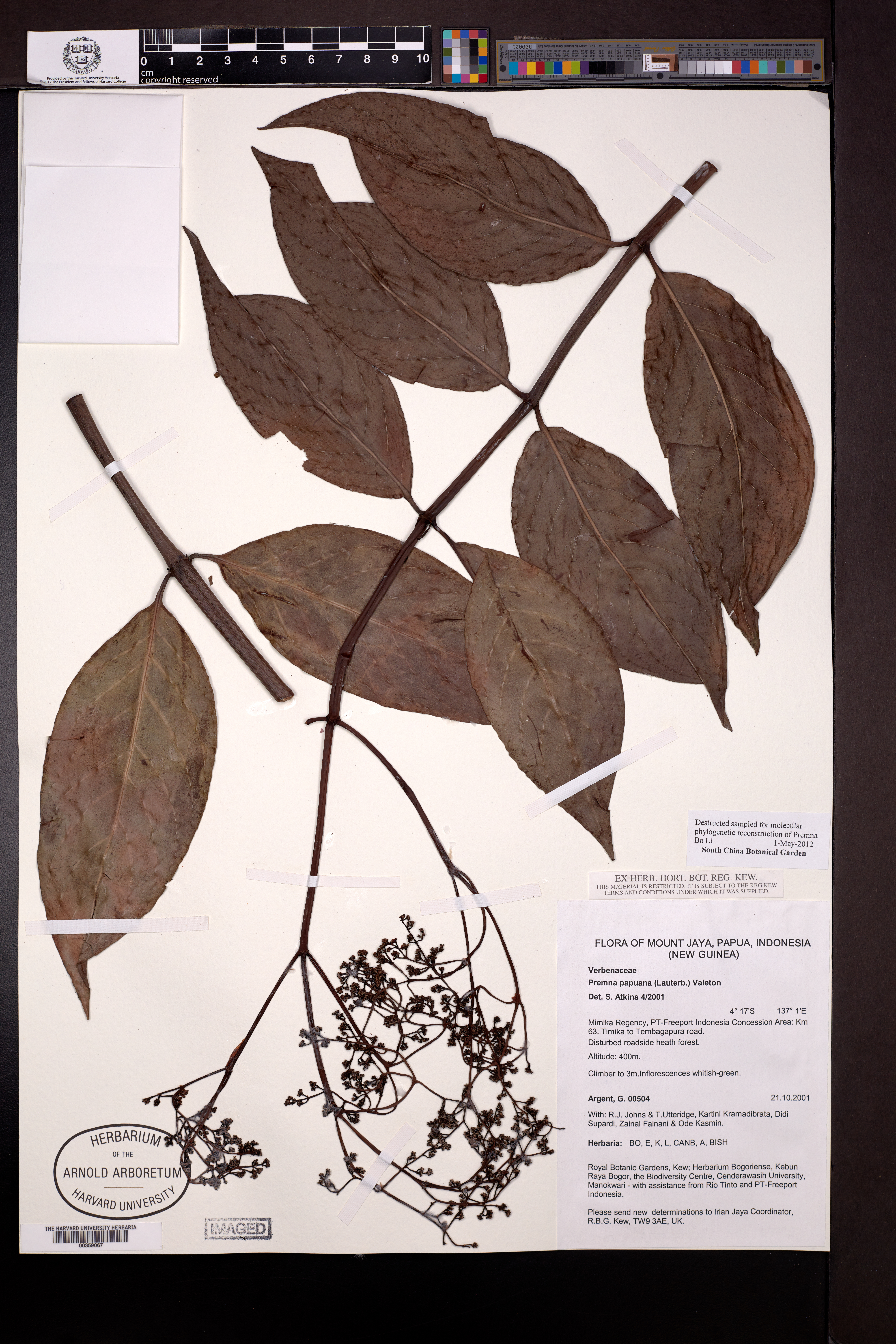 Premna serratifolia