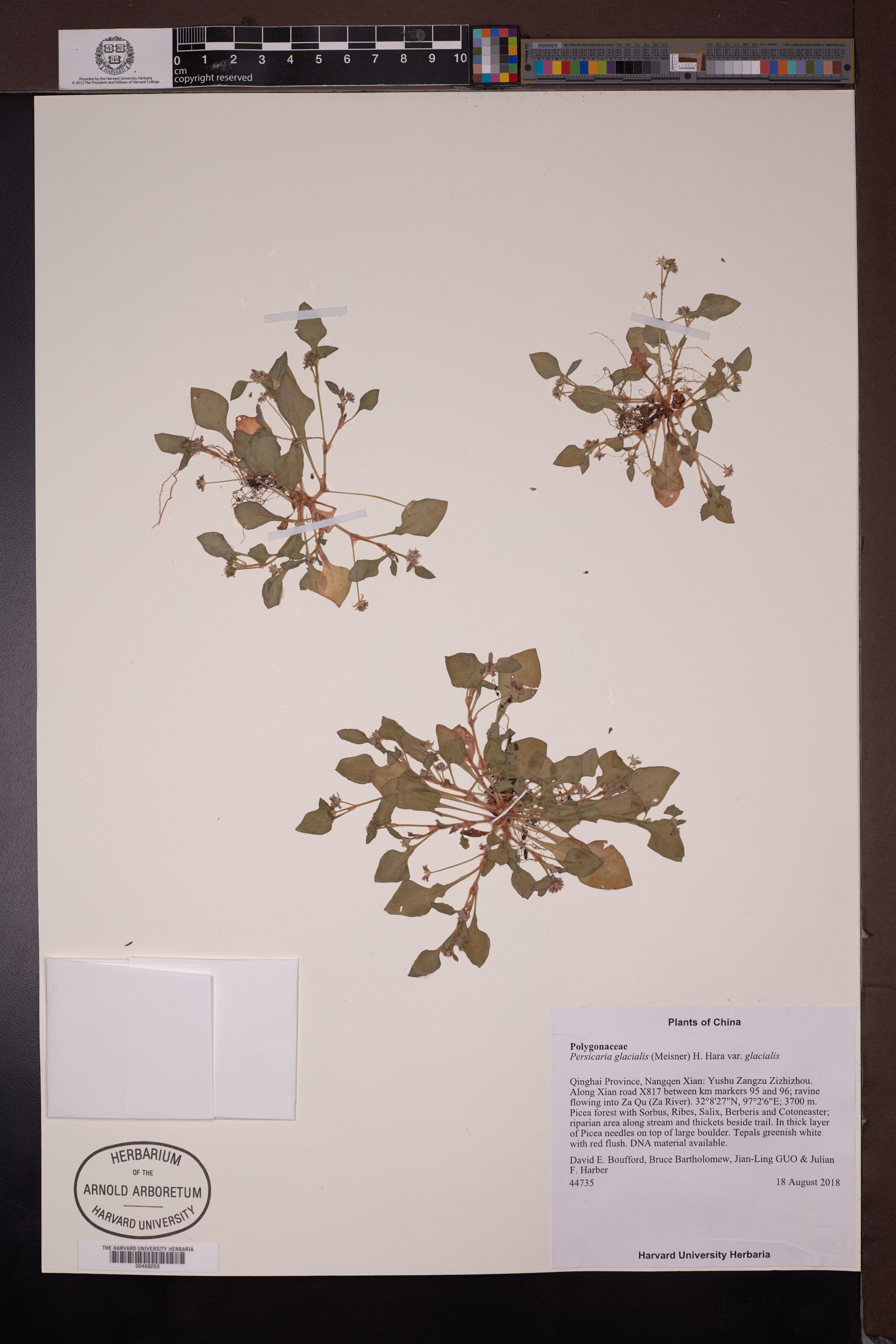Persicaria glacialis (Persicaria glacialis)