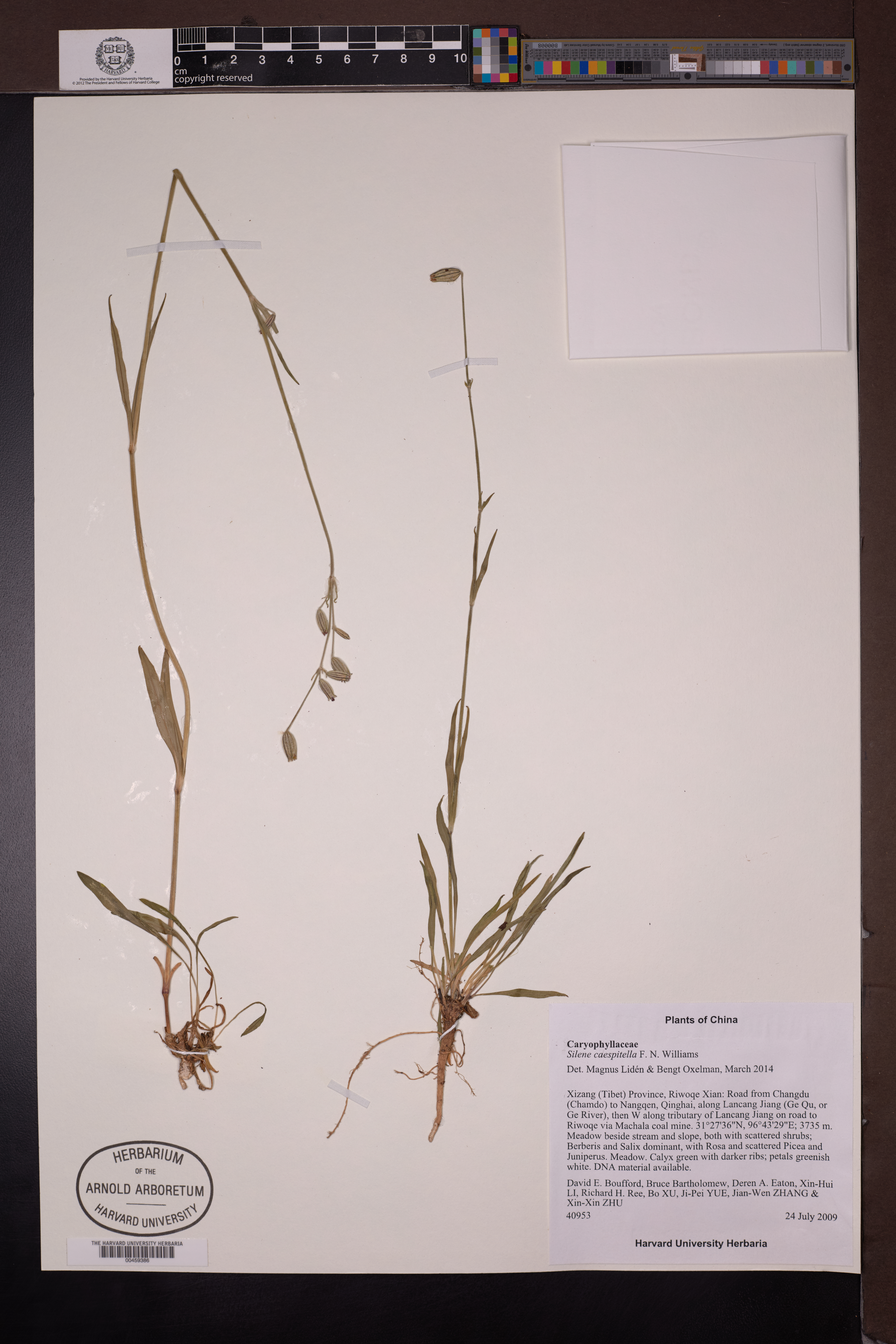 Silene caespitella