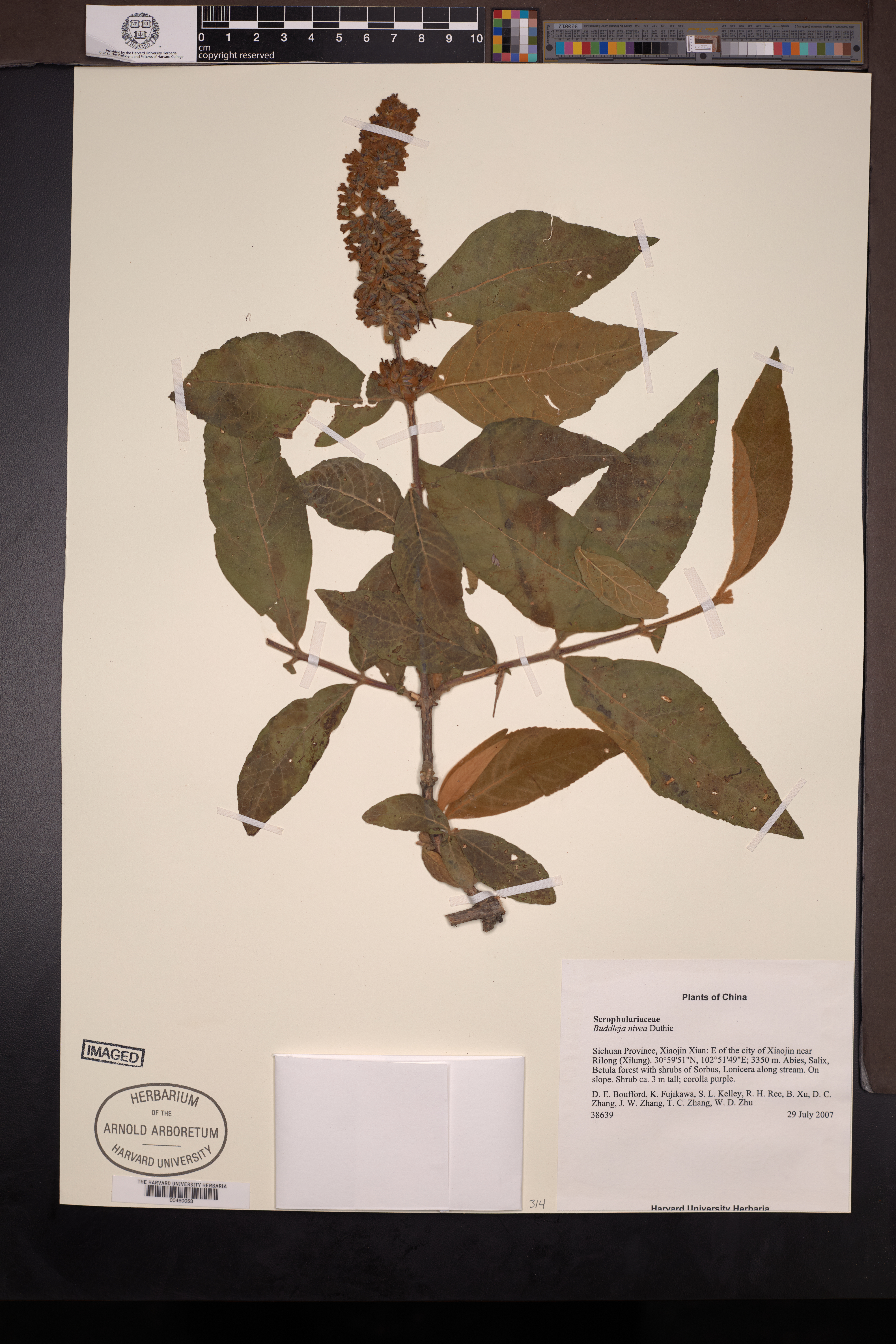 Buddleja nivea (Buddleja nivea)