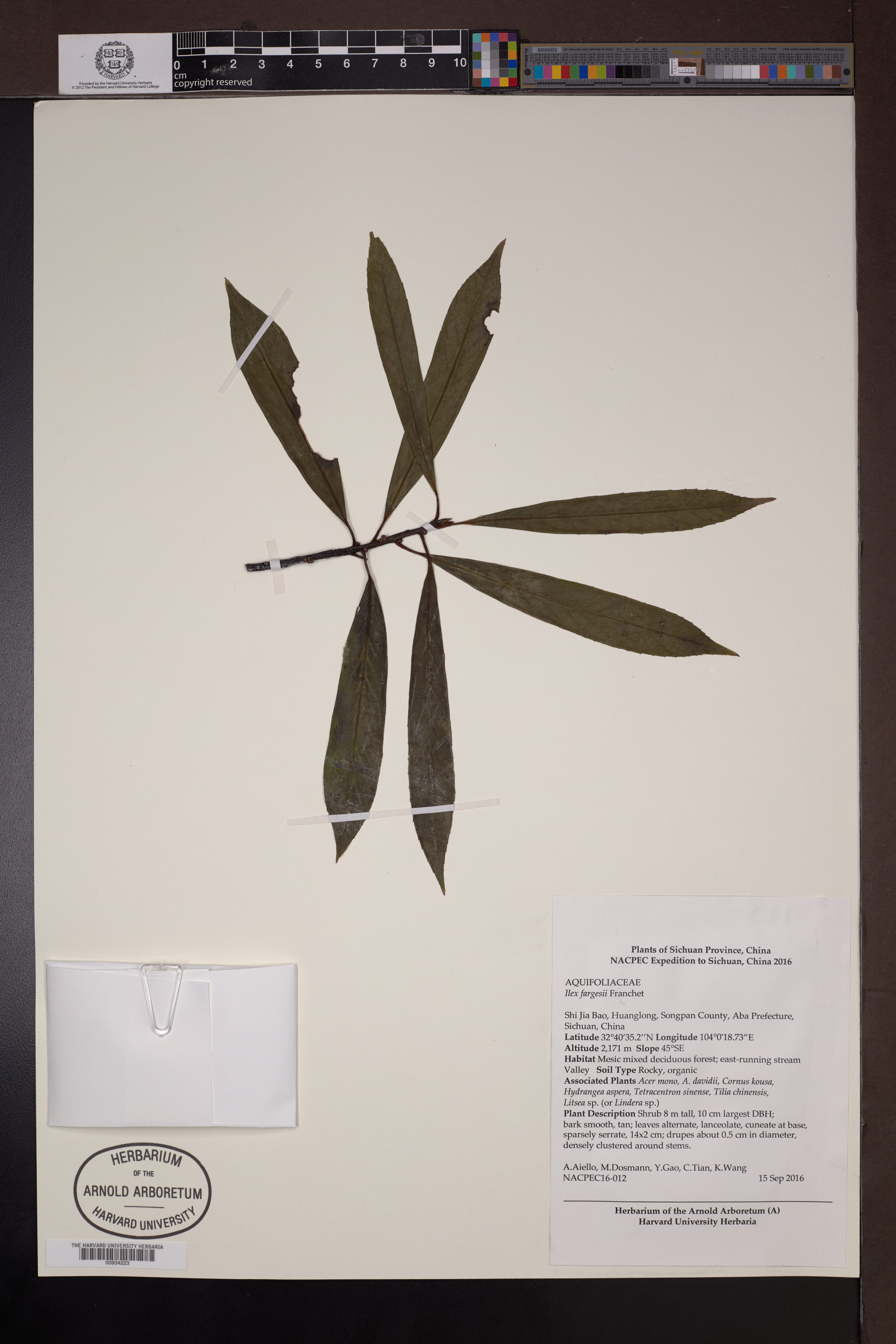Ilex fargesii (Ilex fargesii)