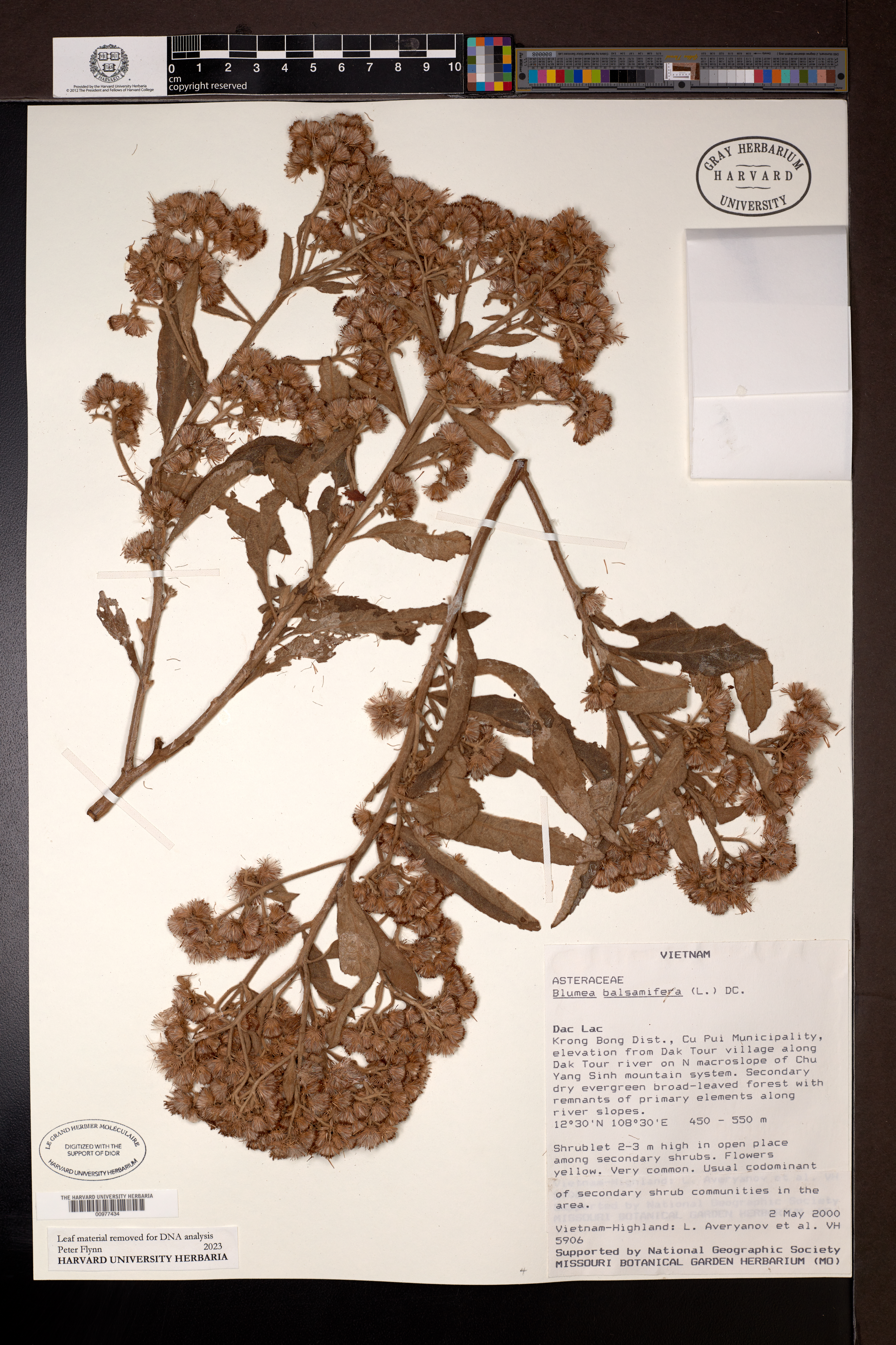 Blumea balsamifera — ảnh 2