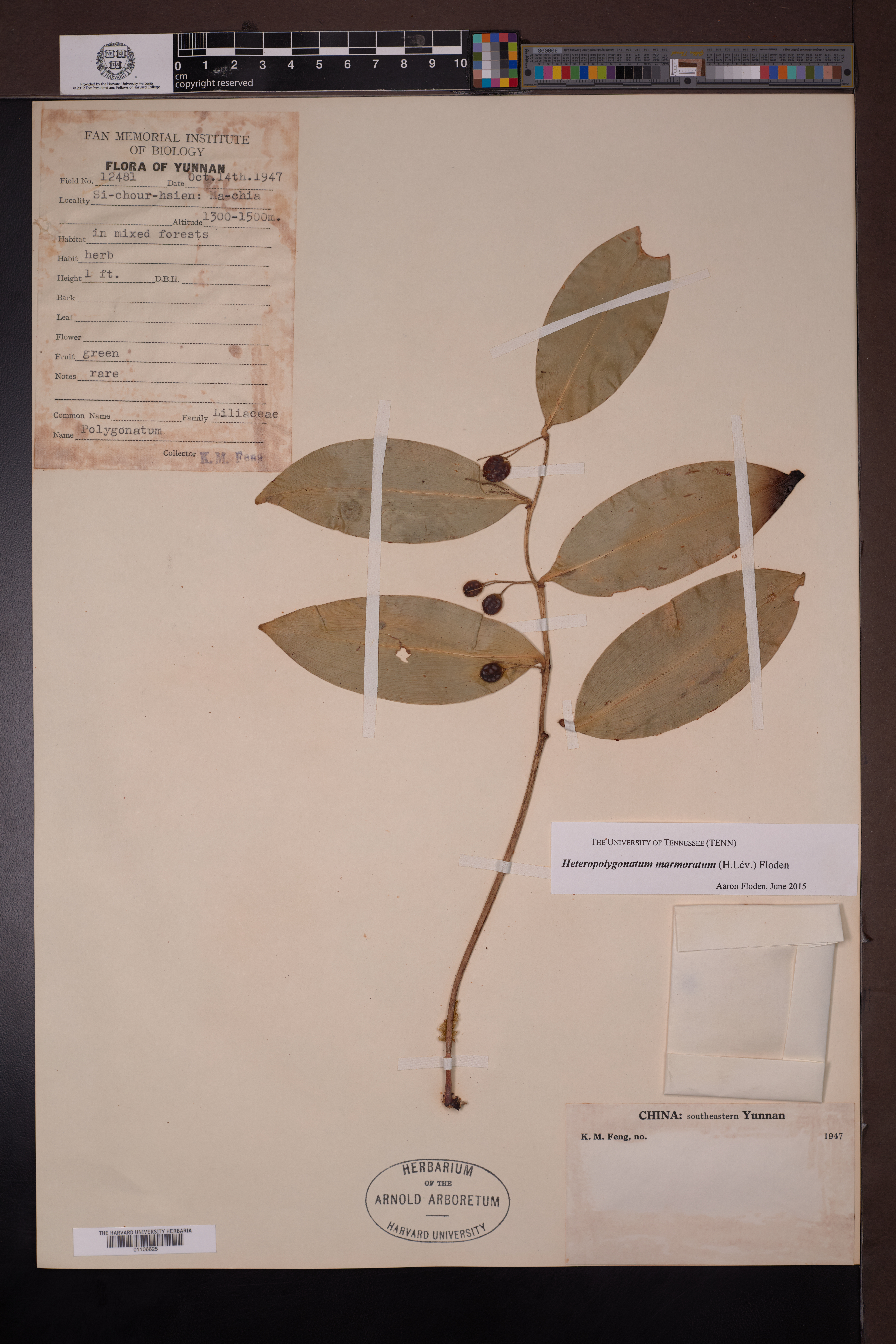Heteropolygonatum marmoratum (Heteropolygonatum marmoratum)
