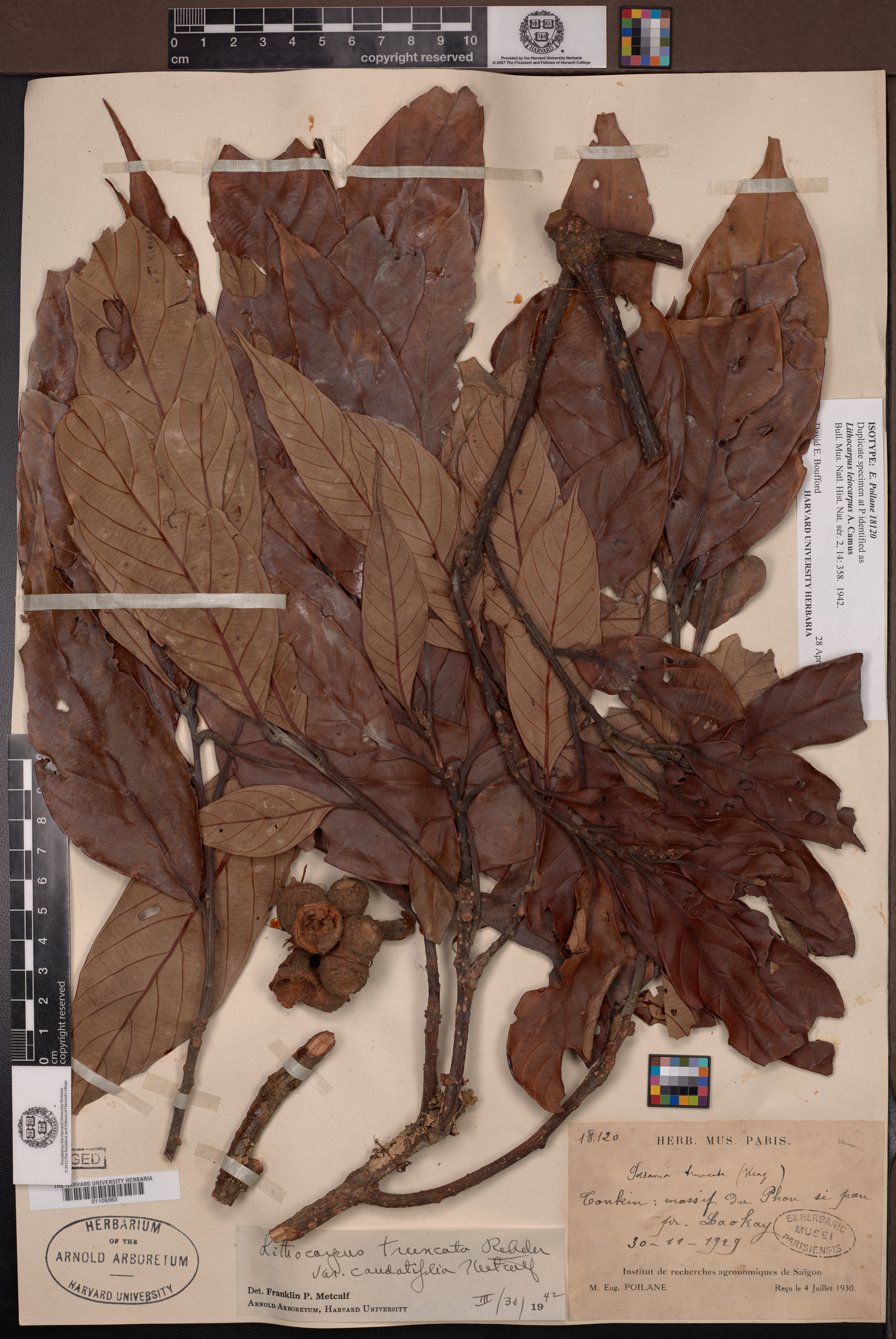 Lithocarpus leiocarpus — ảnh 2