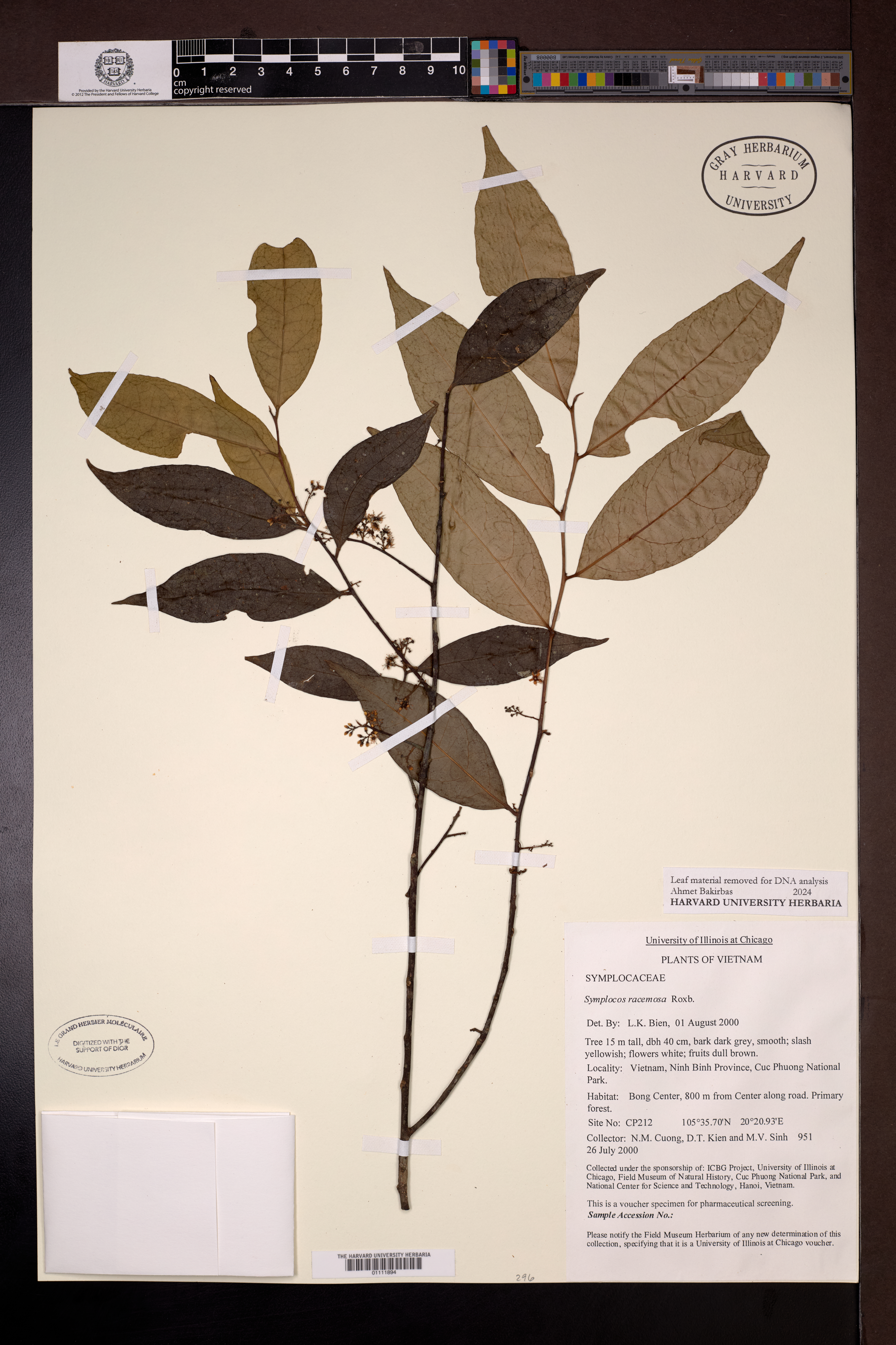 Symplocos racemosa — ảnh 3