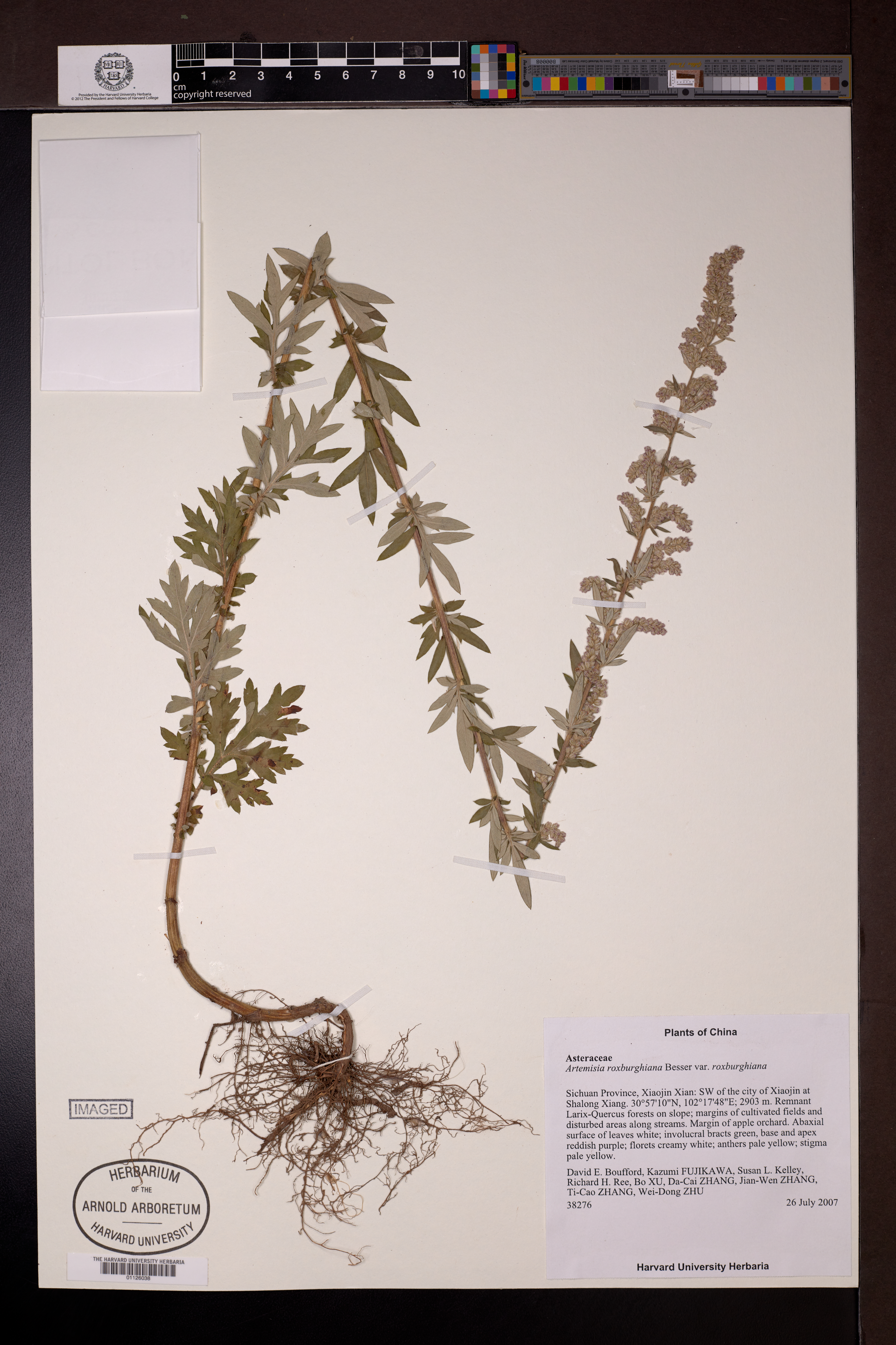 Artemisia roxburghiana (Artemisia roxburghiana)