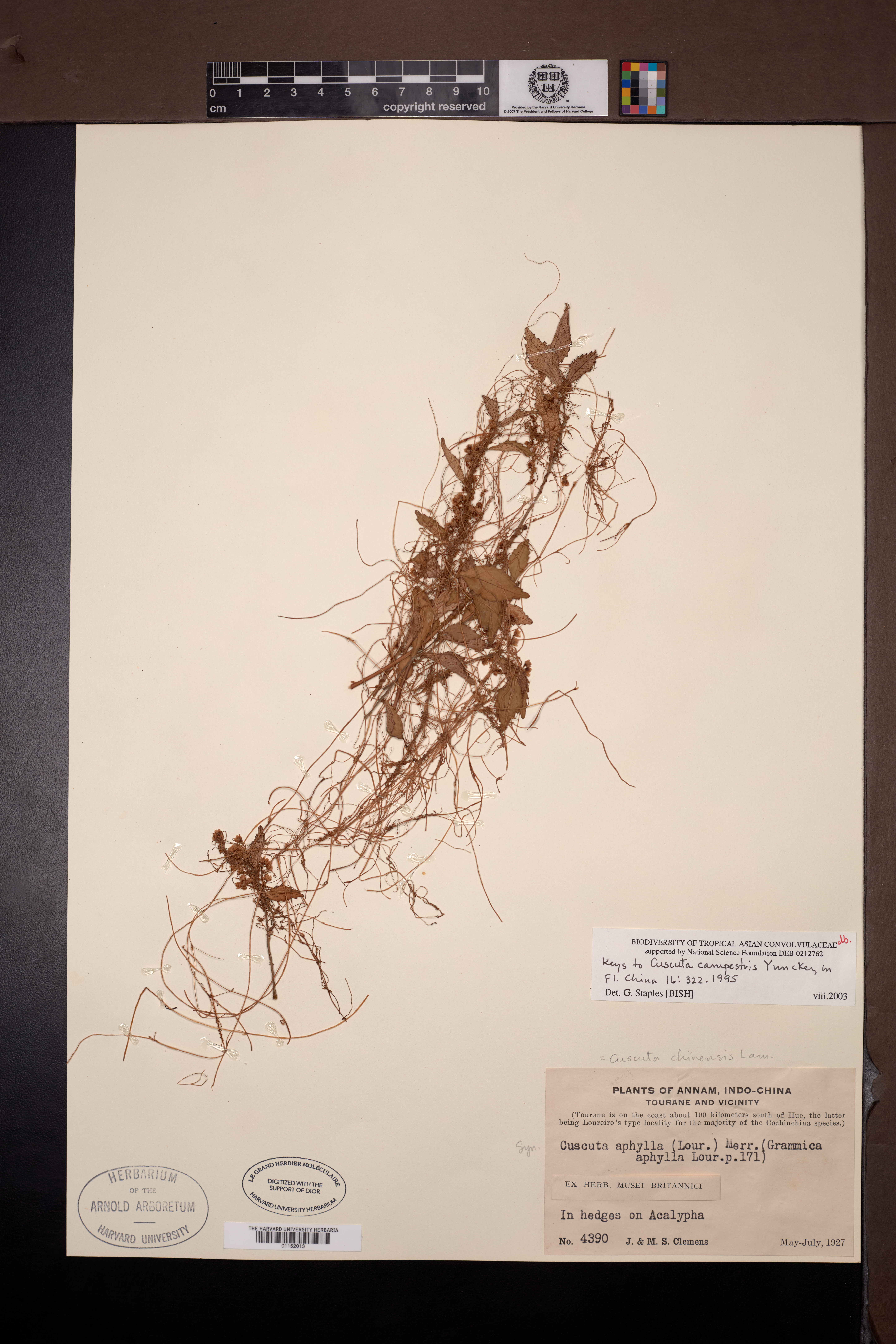 Cuscuta campestris (Cuscuta campestris)