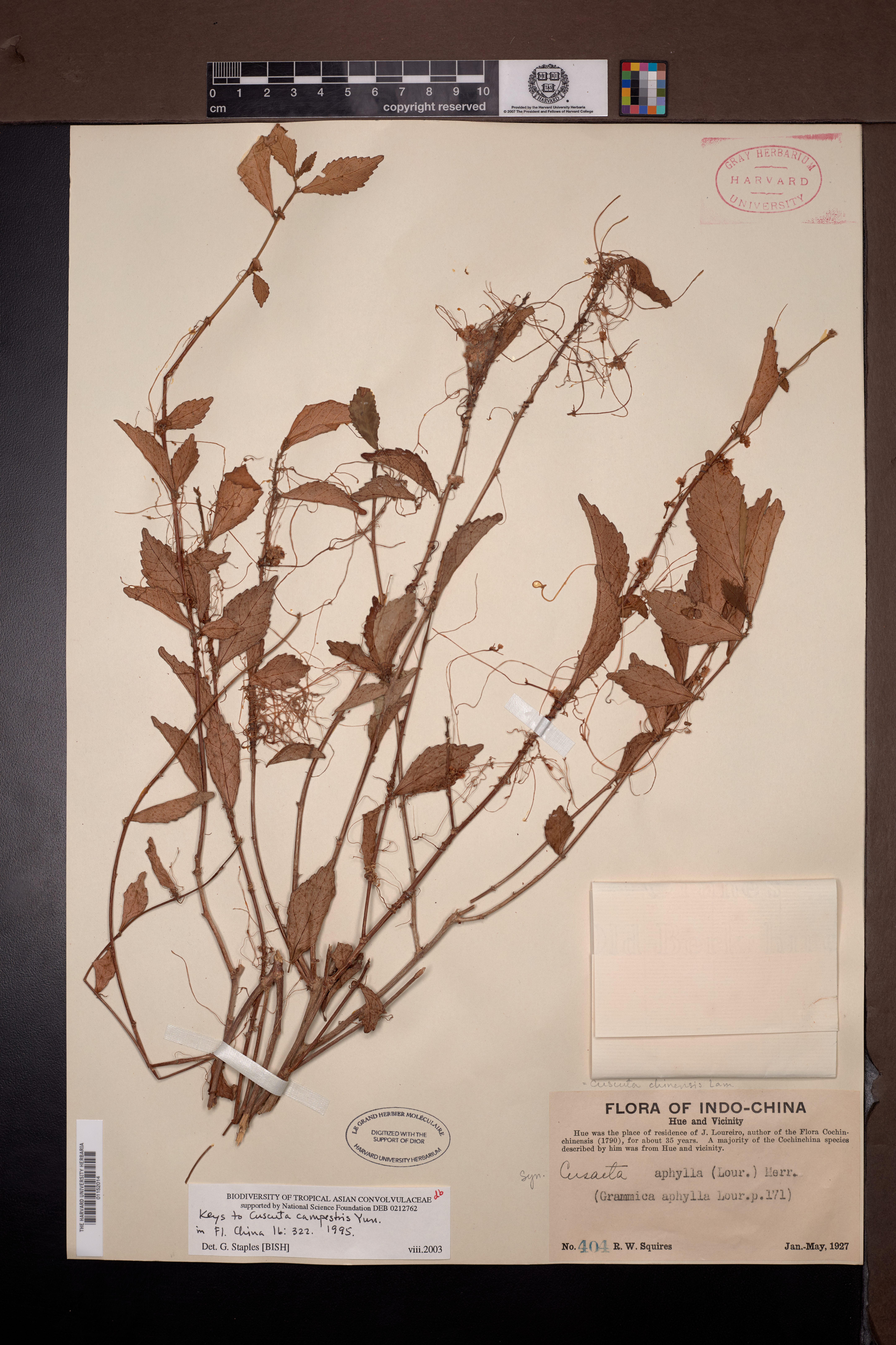 Cuscuta campestris — ảnh 2