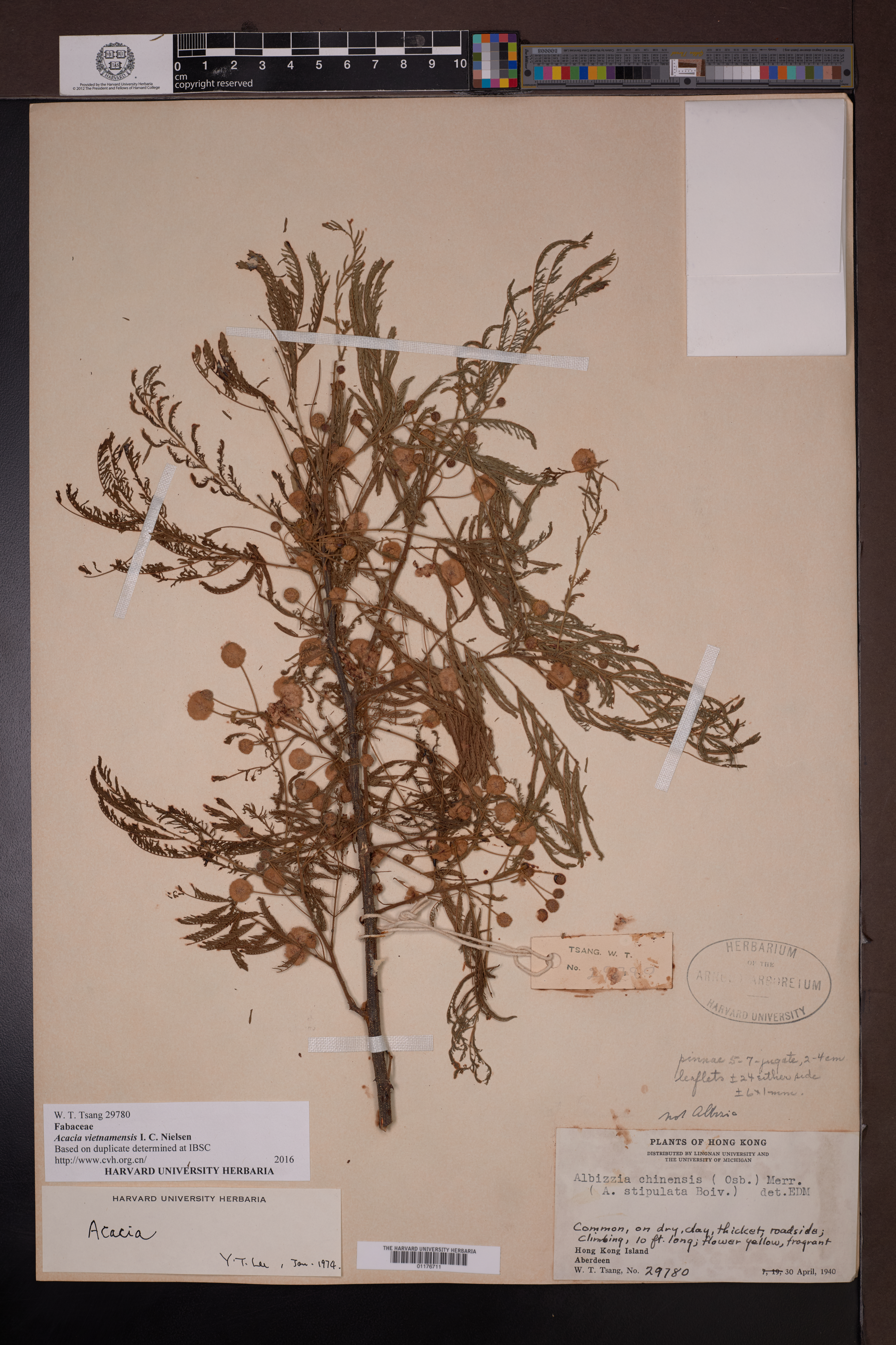 Senegalia vietnamensis (Senegalia vietnamensis)