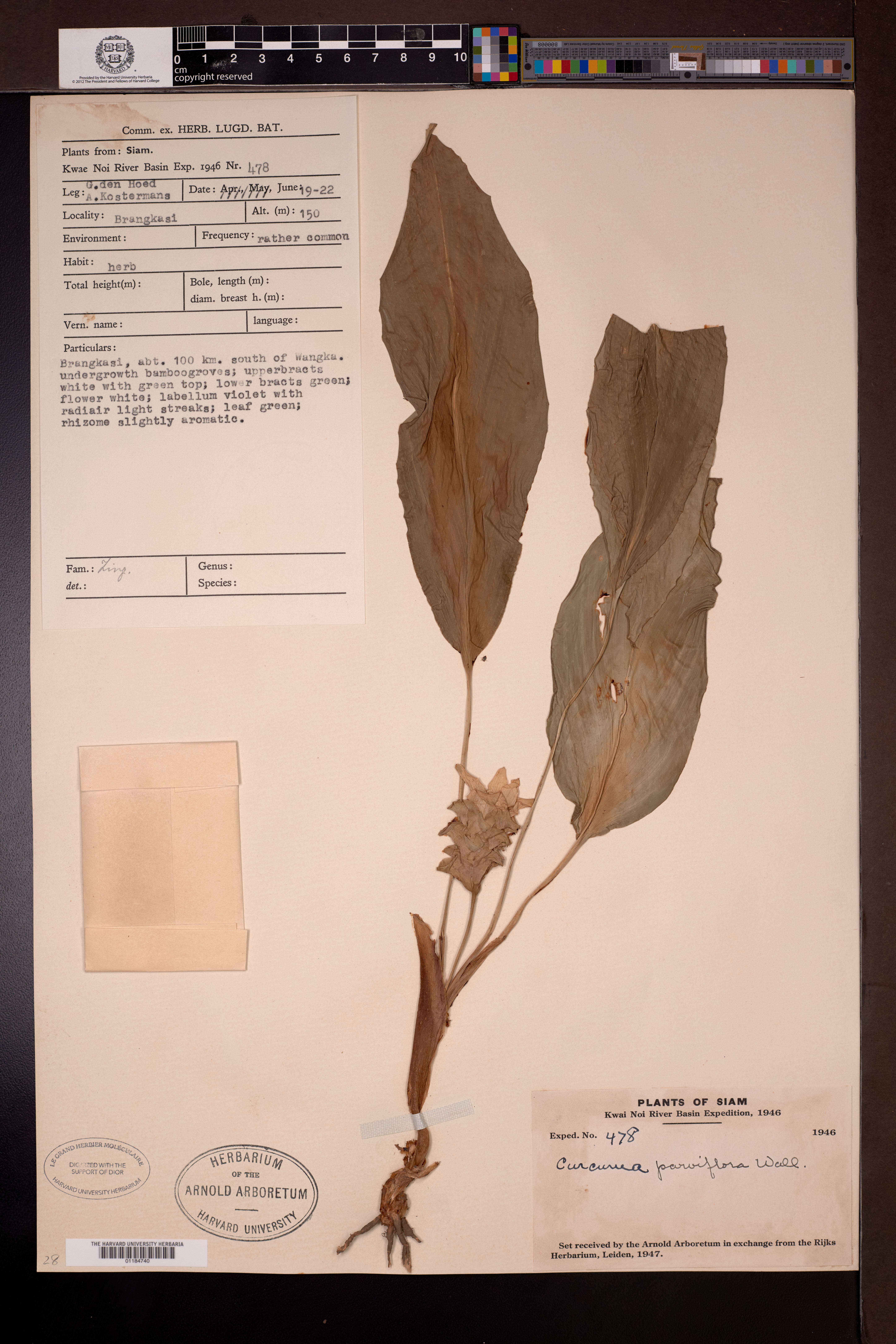 Curcuma parviflora — ảnh 2