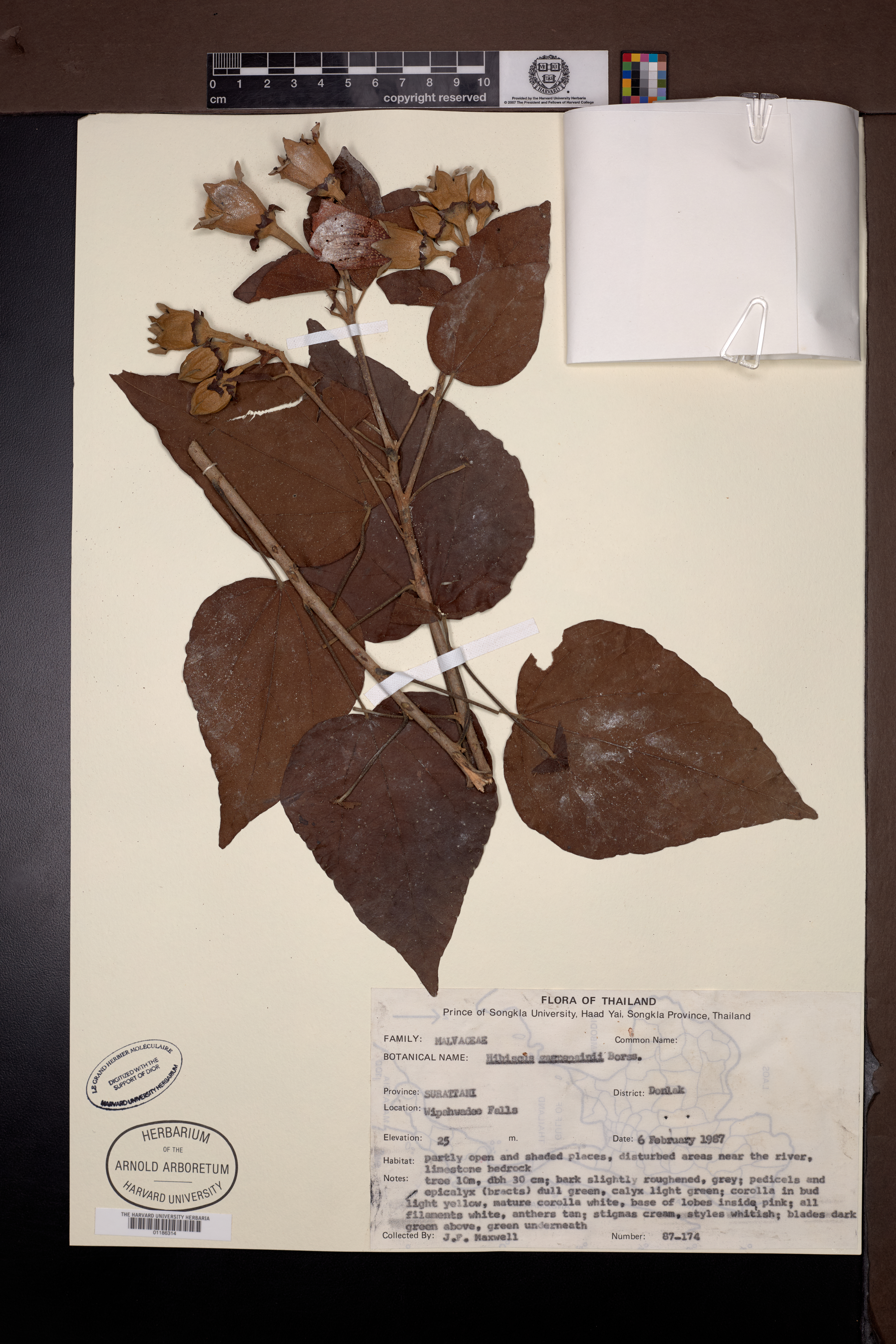 Hibiscus gagnepainii (Hibiscus gagnepainii)