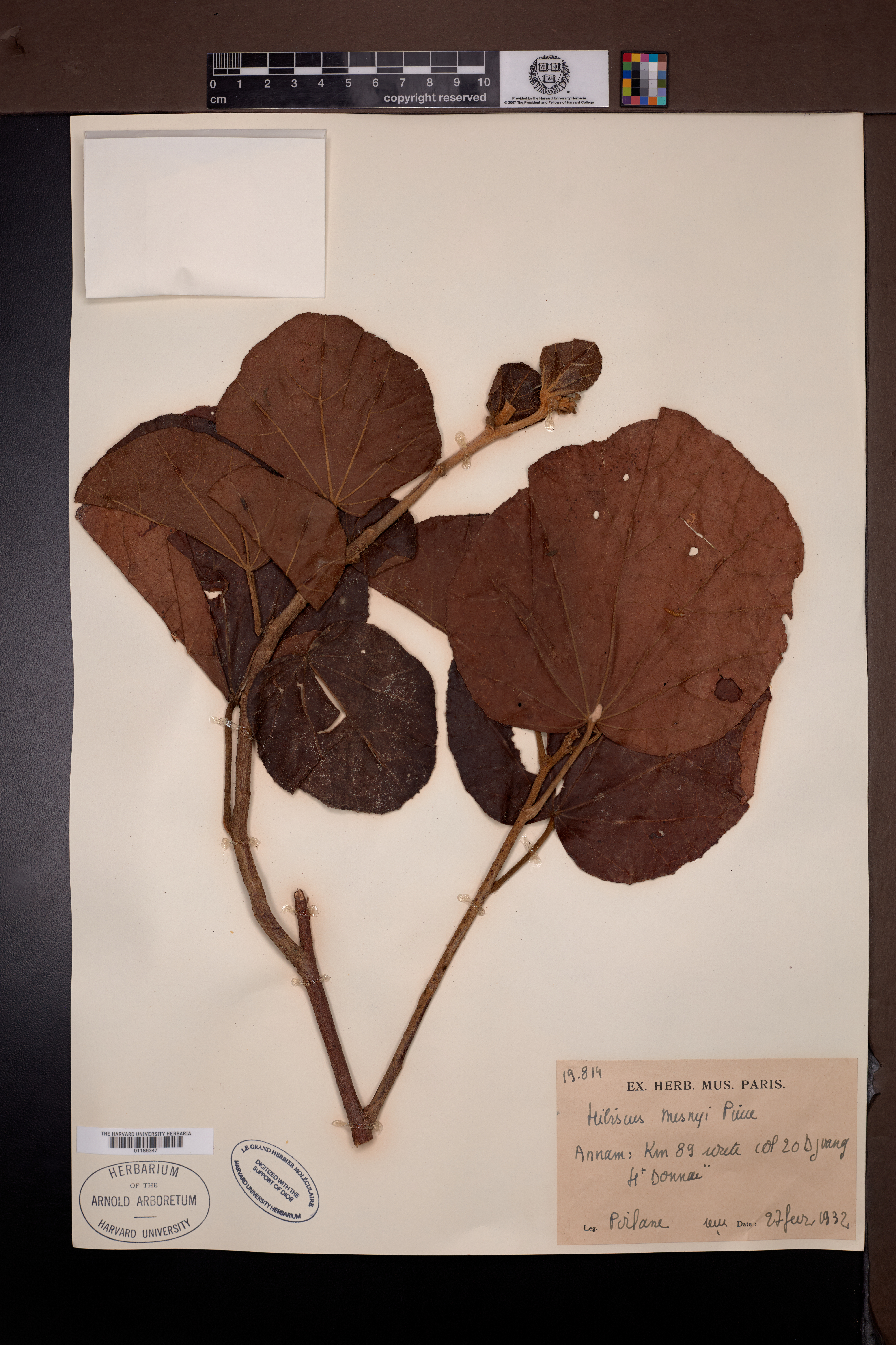 bụp Mesny — ảnh 2