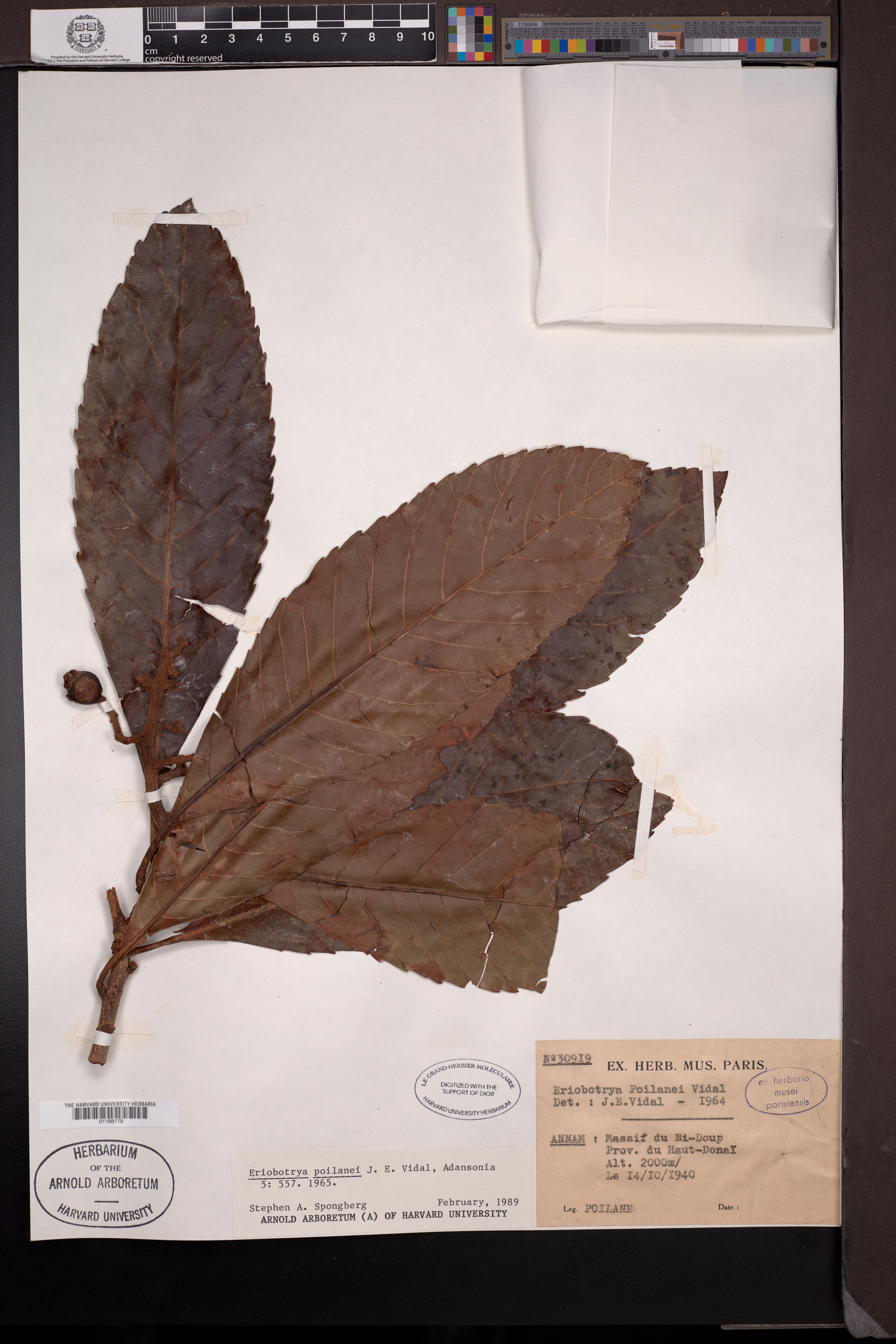 Rhaphiolepis poilanei — ảnh 3