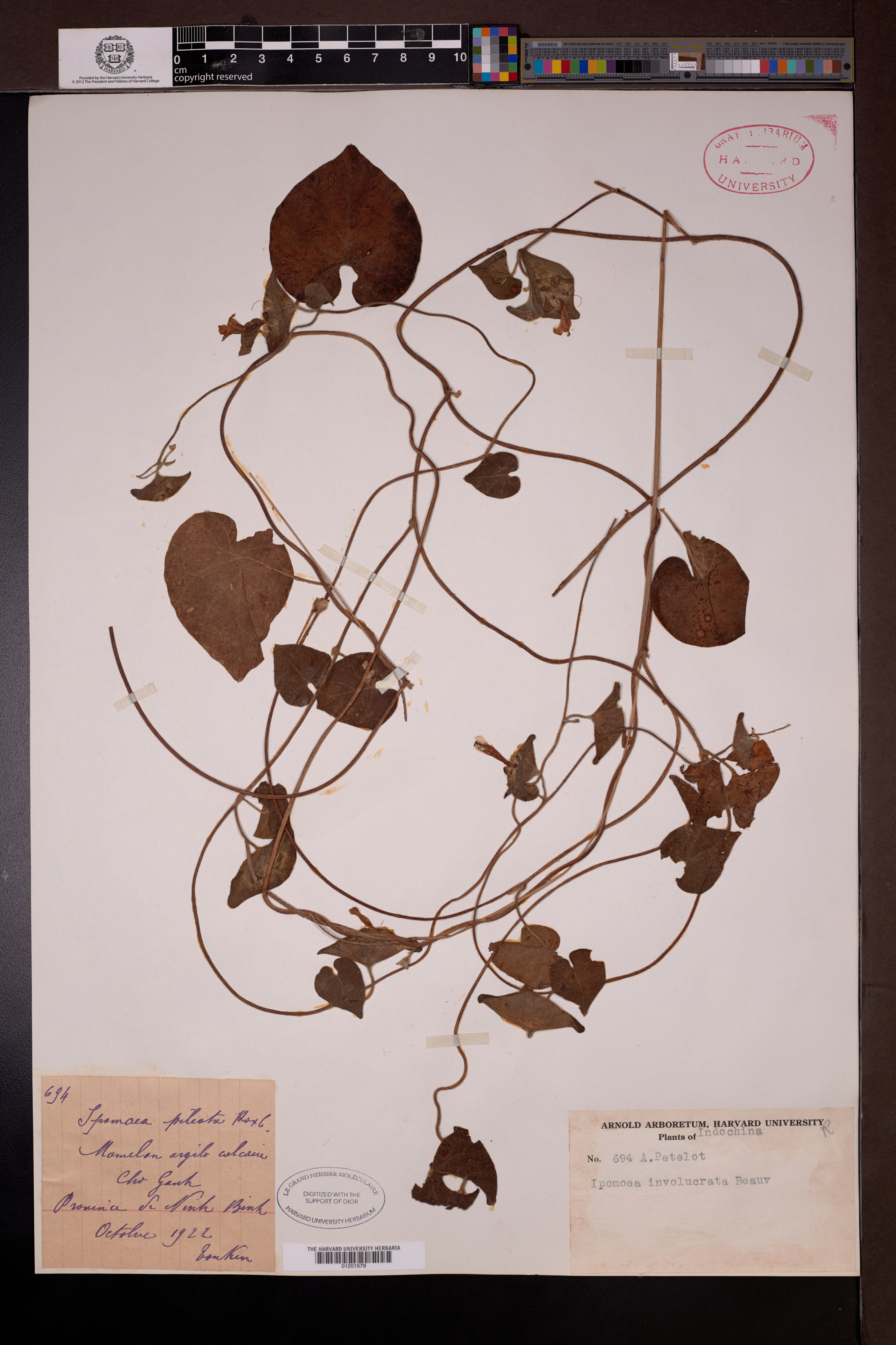 Ipomoea pileata (Ipomoea pileata)