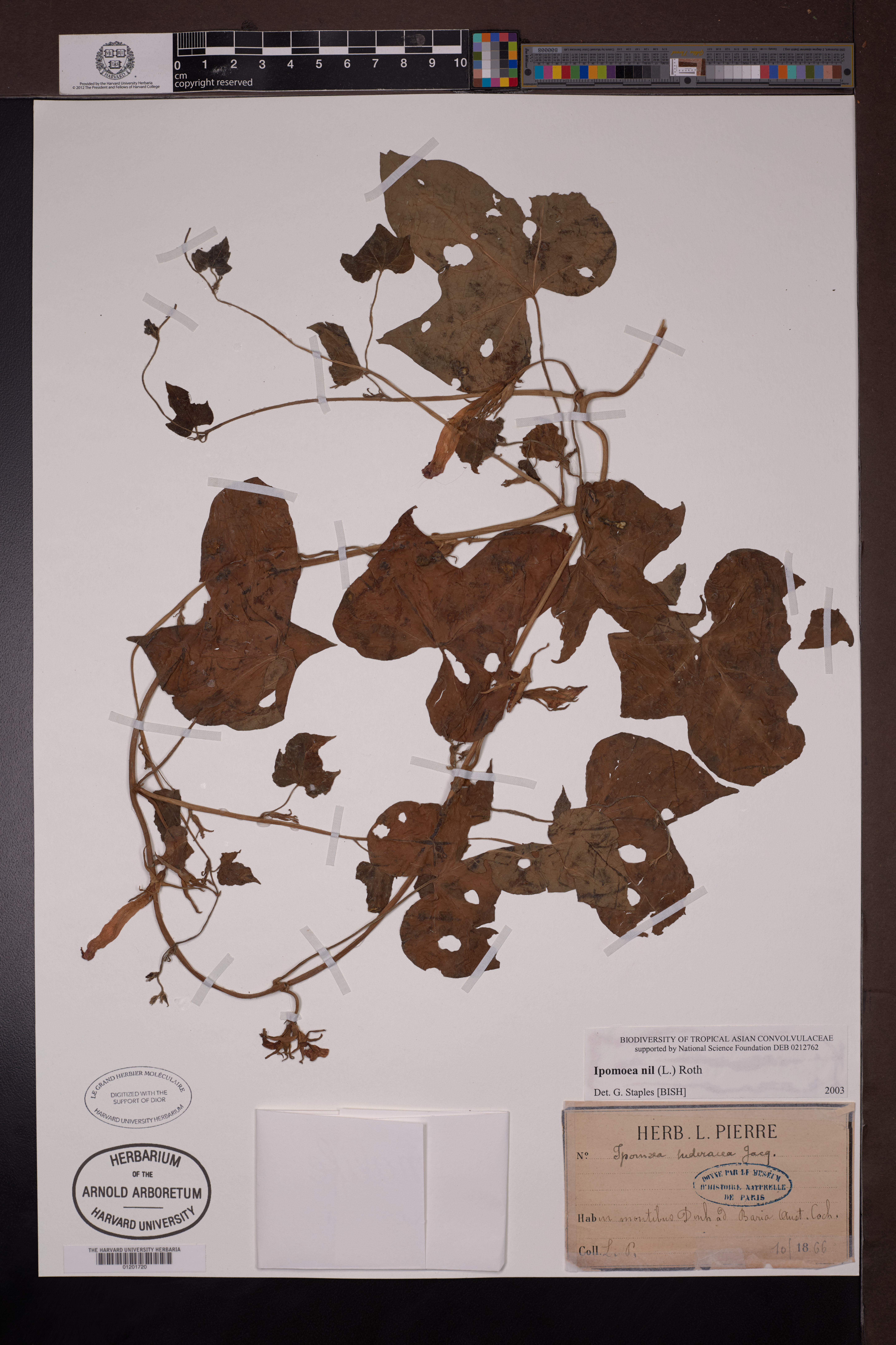 Ipomoea nil — ảnh 2