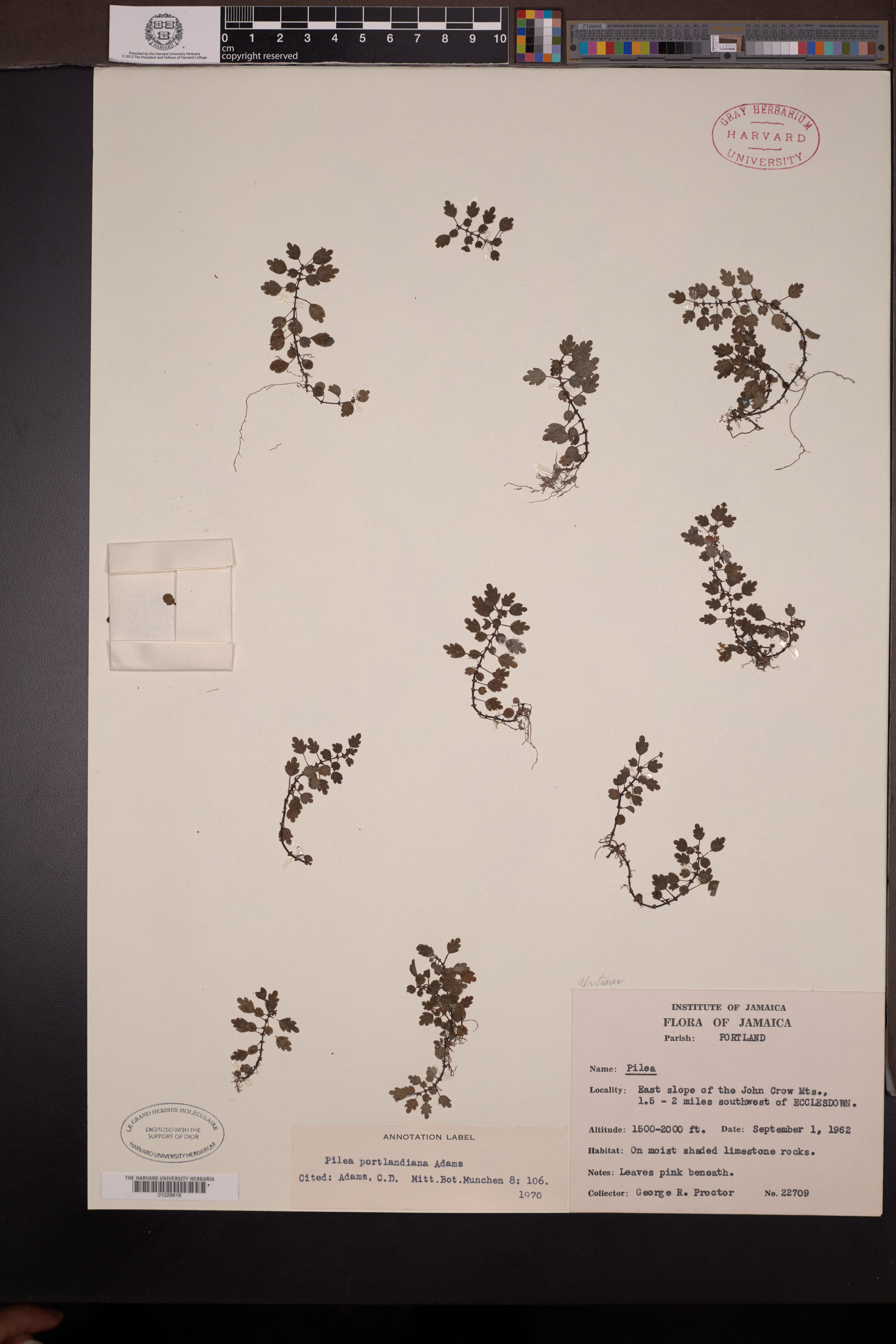Pilea portlandiana C.D.Adams