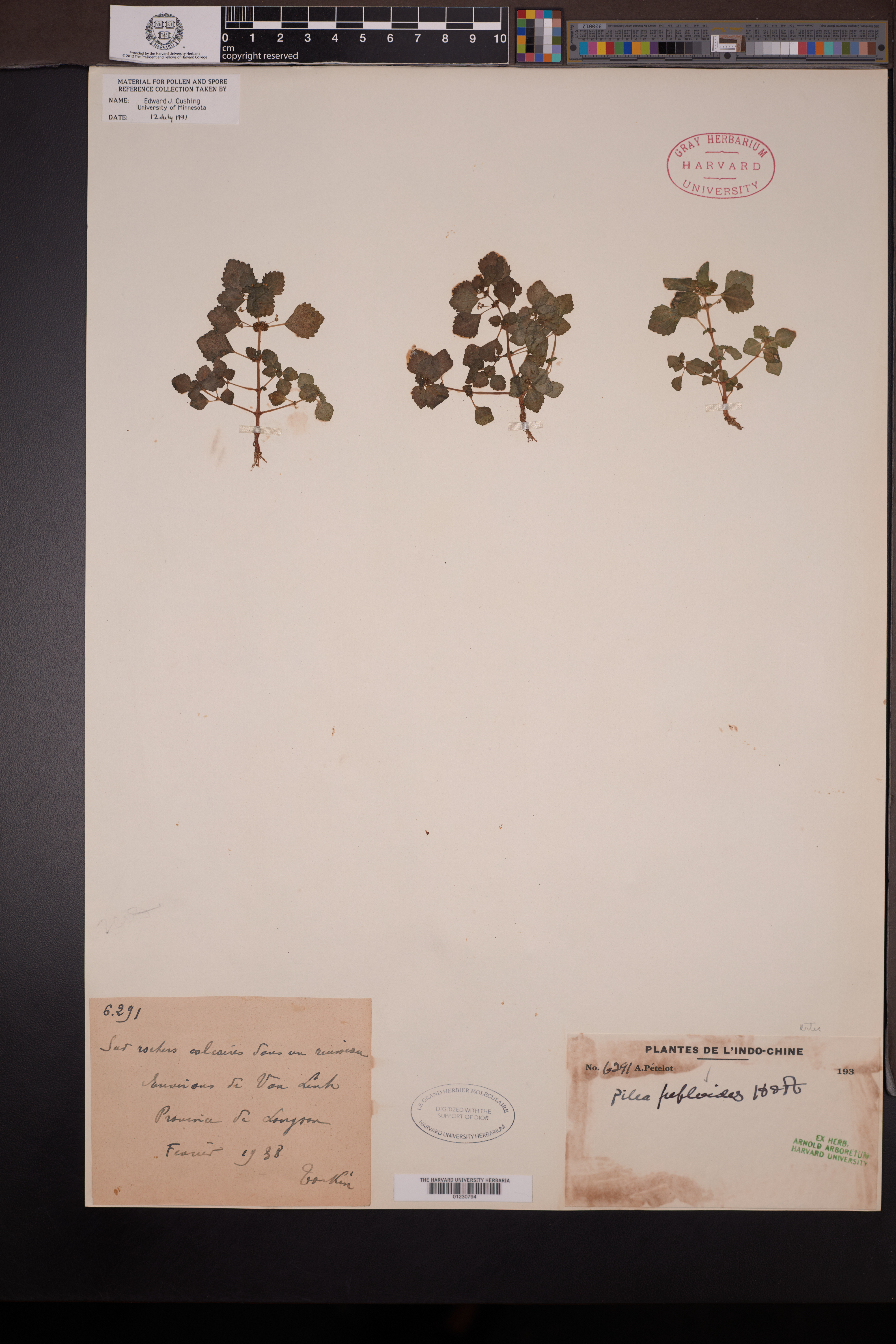 Pilea peploides — ảnh 3