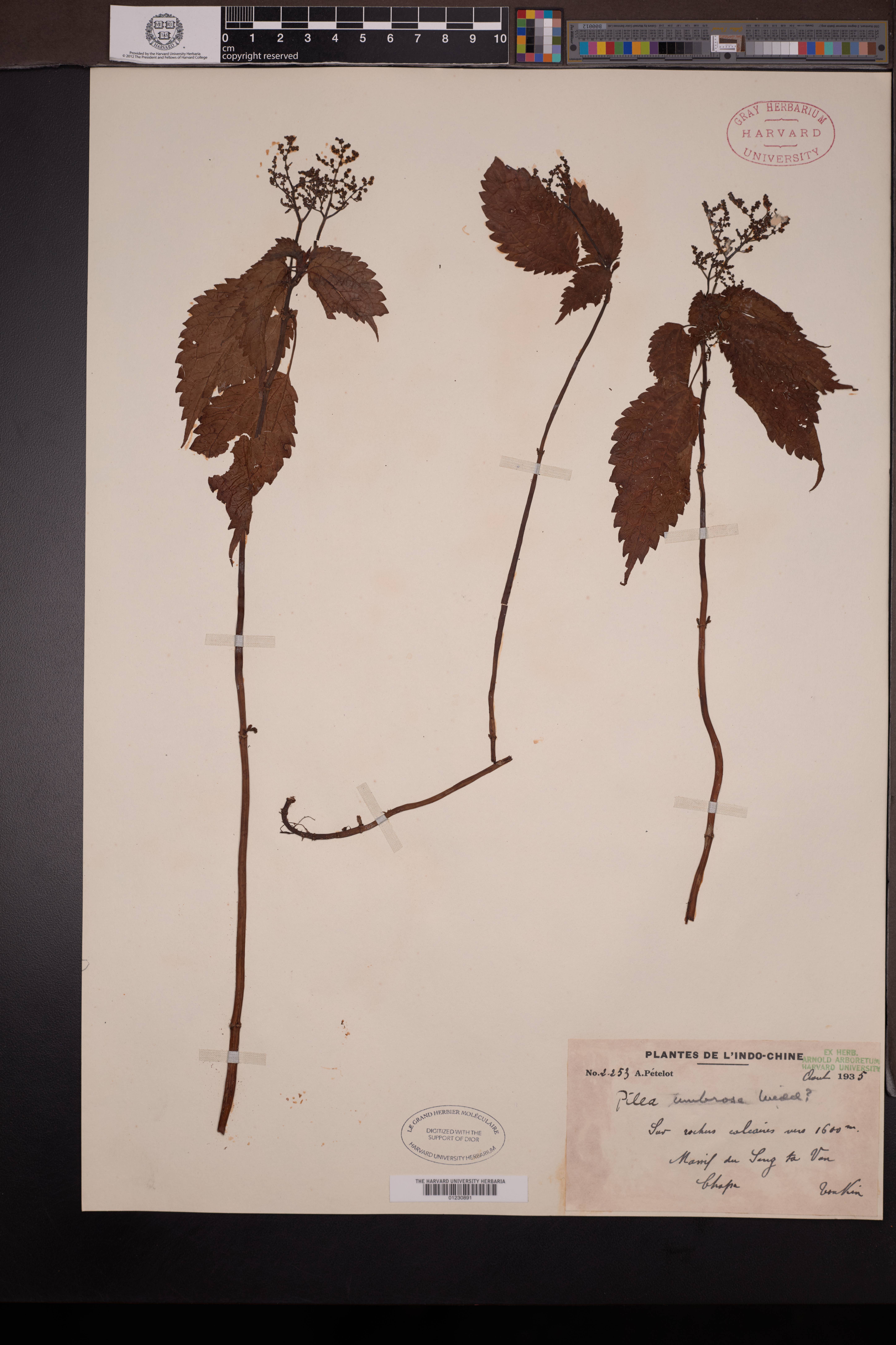 Pilea umbrosa — ảnh 2