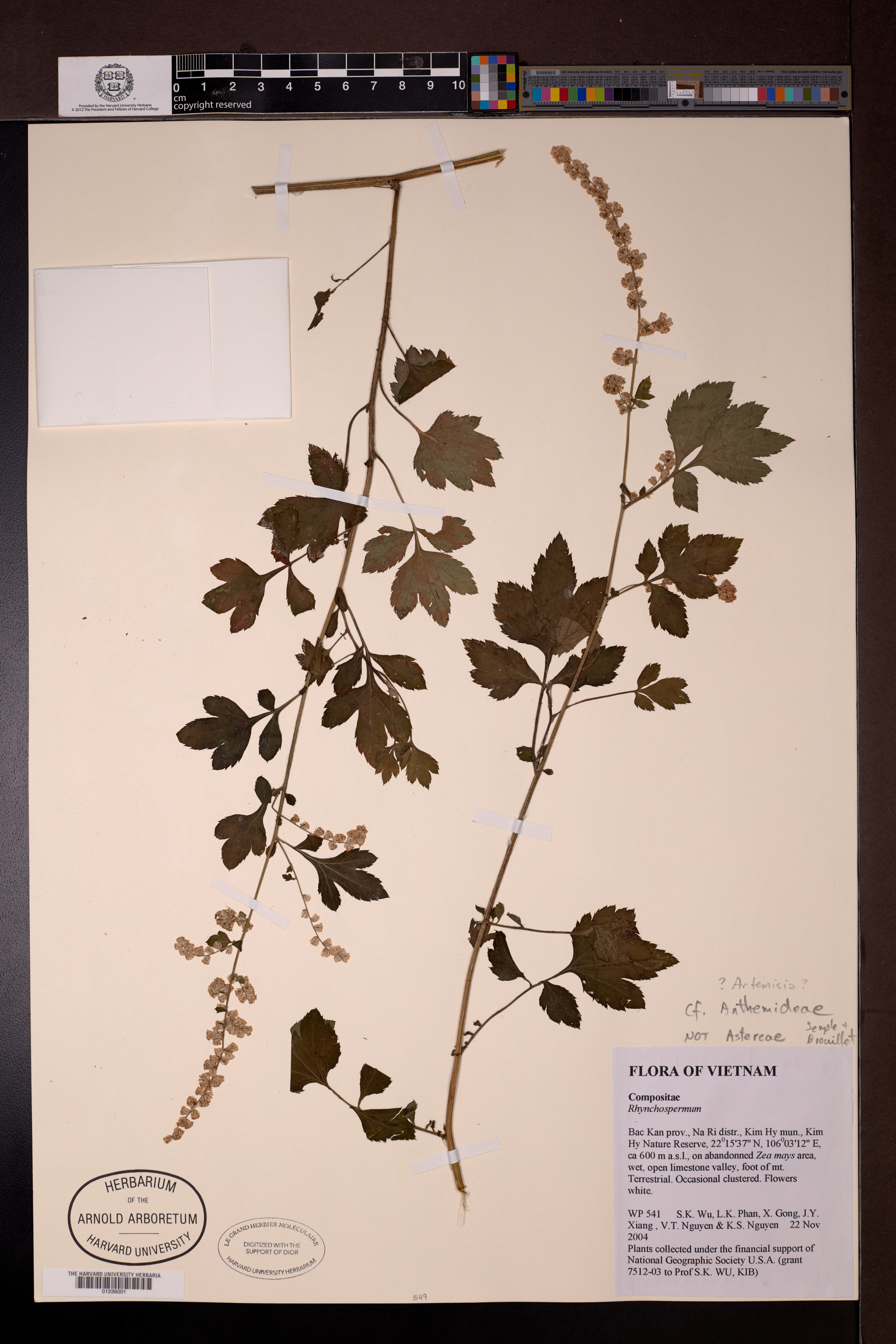 Artemisia spec (Artemisia spec)