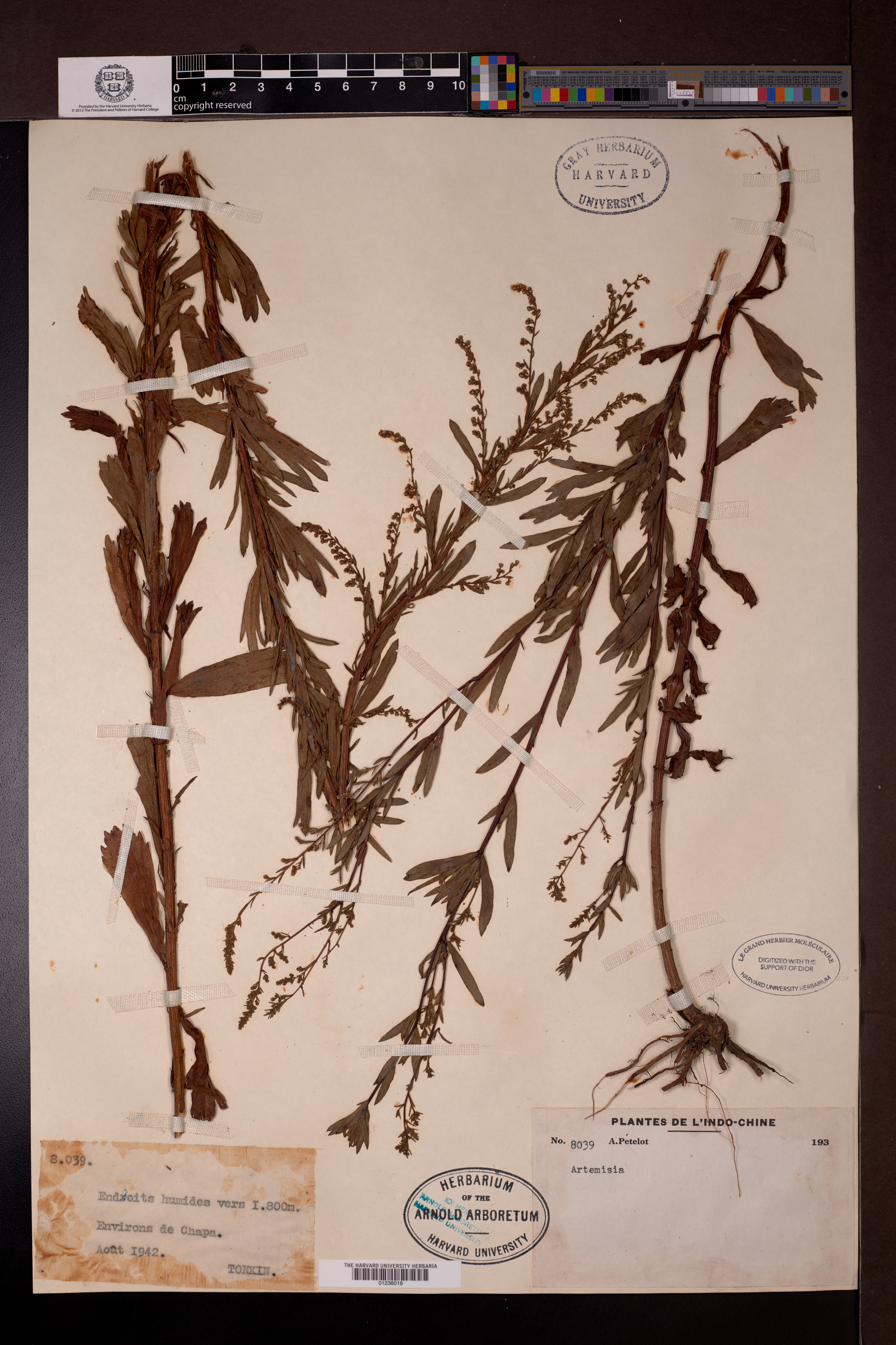 Artemisia spec — ảnh 2