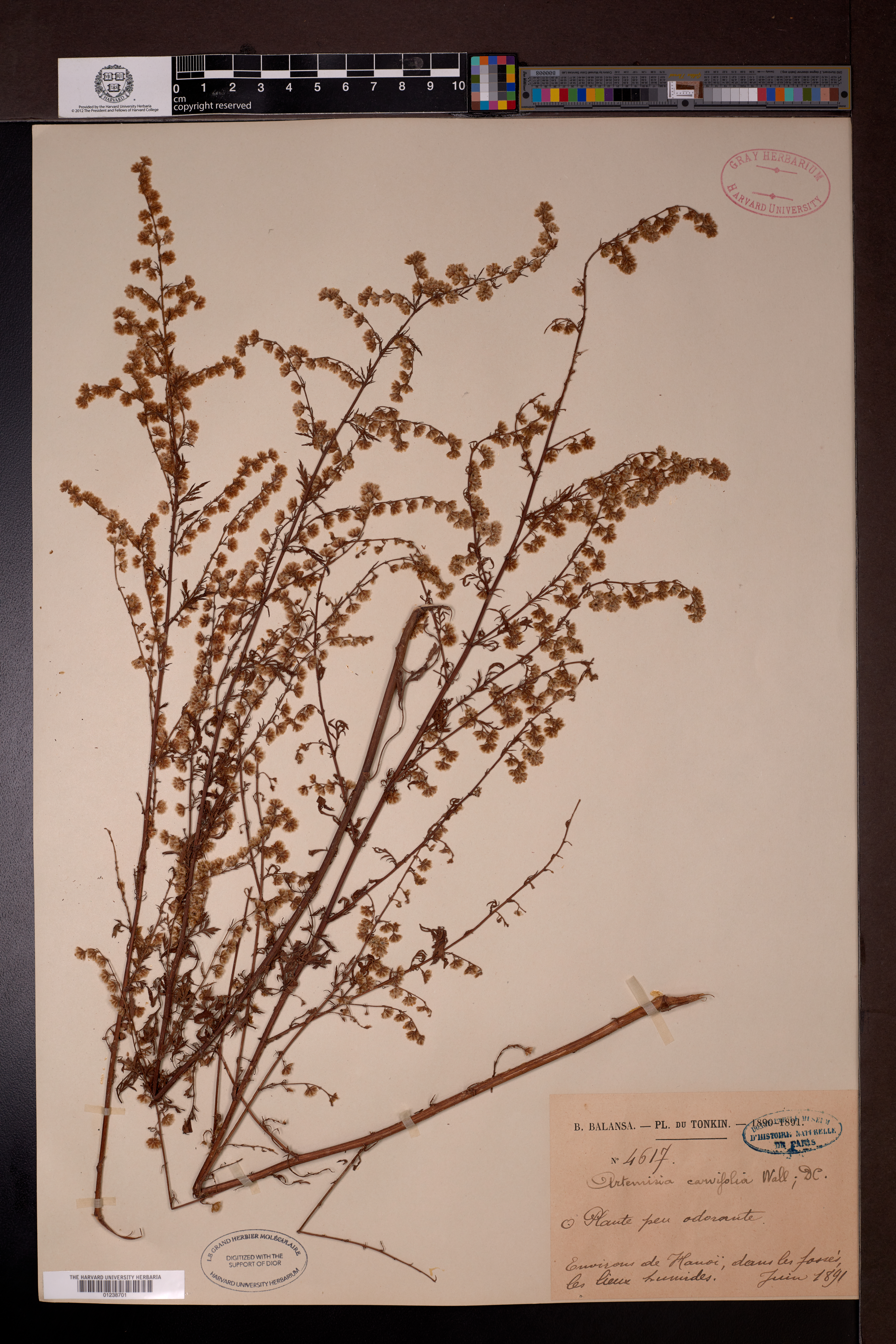 Artemisia caruifolia — ảnh 3