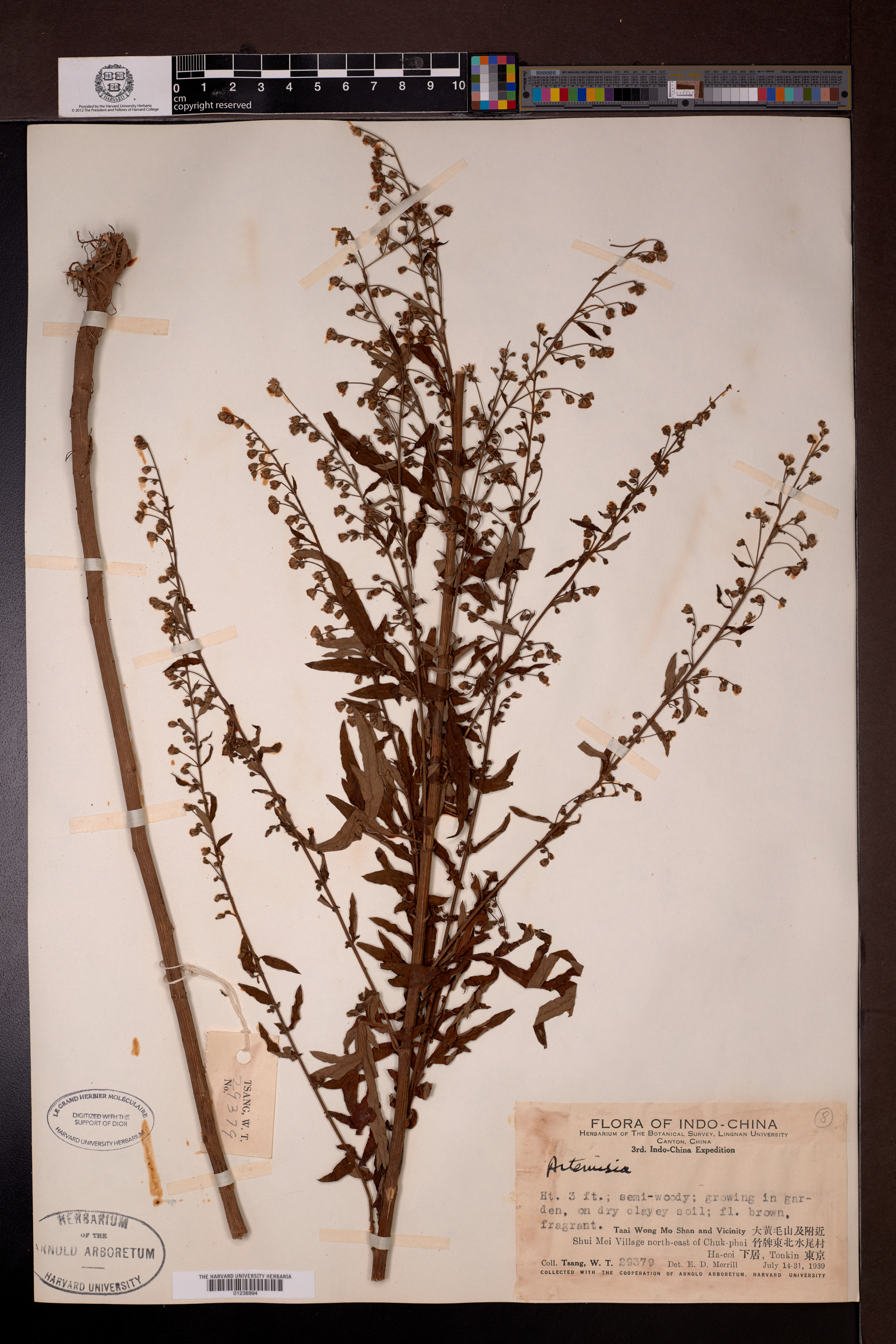 Artemisia spec — ảnh 3
