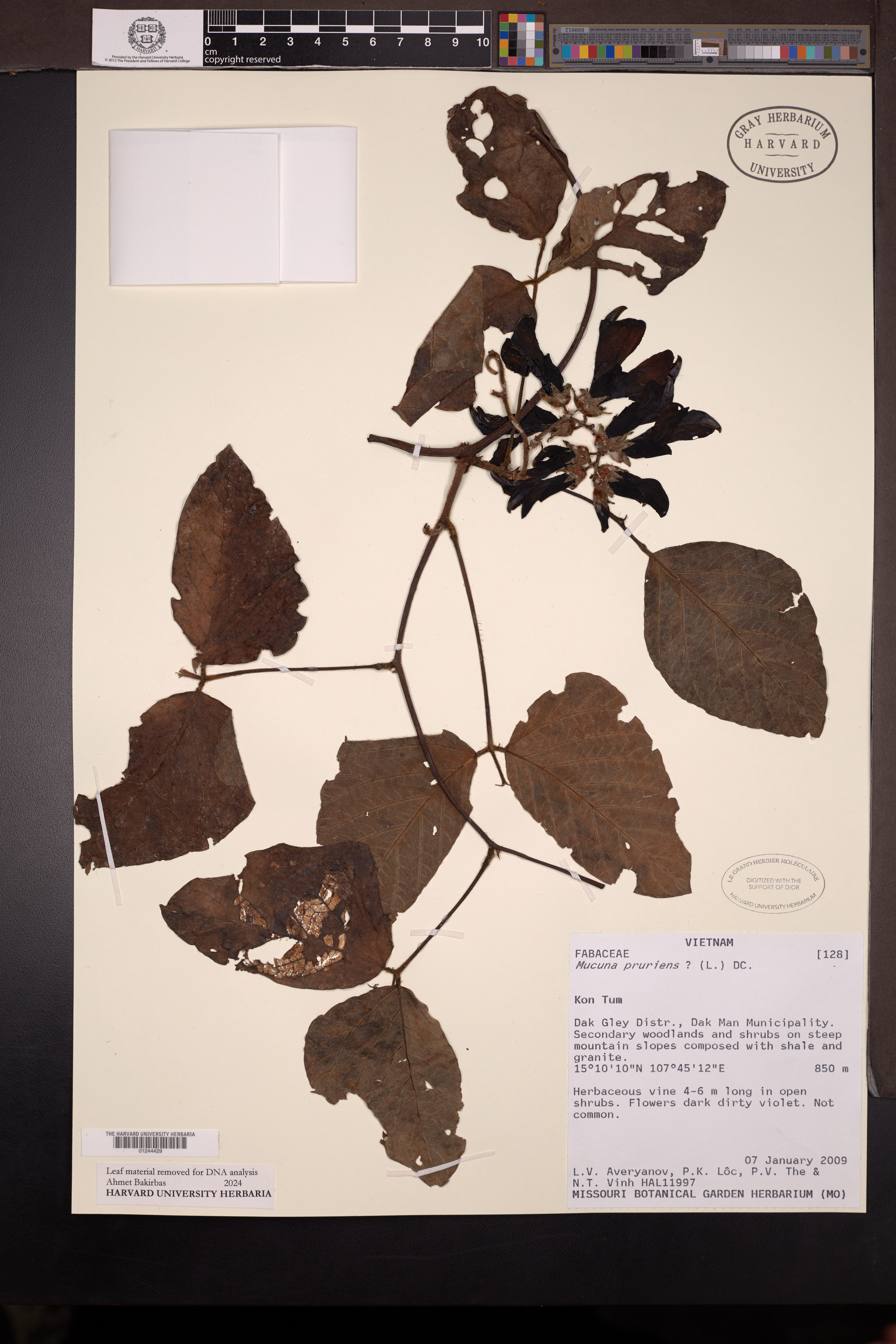 Mucuna pruriens — ảnh 3