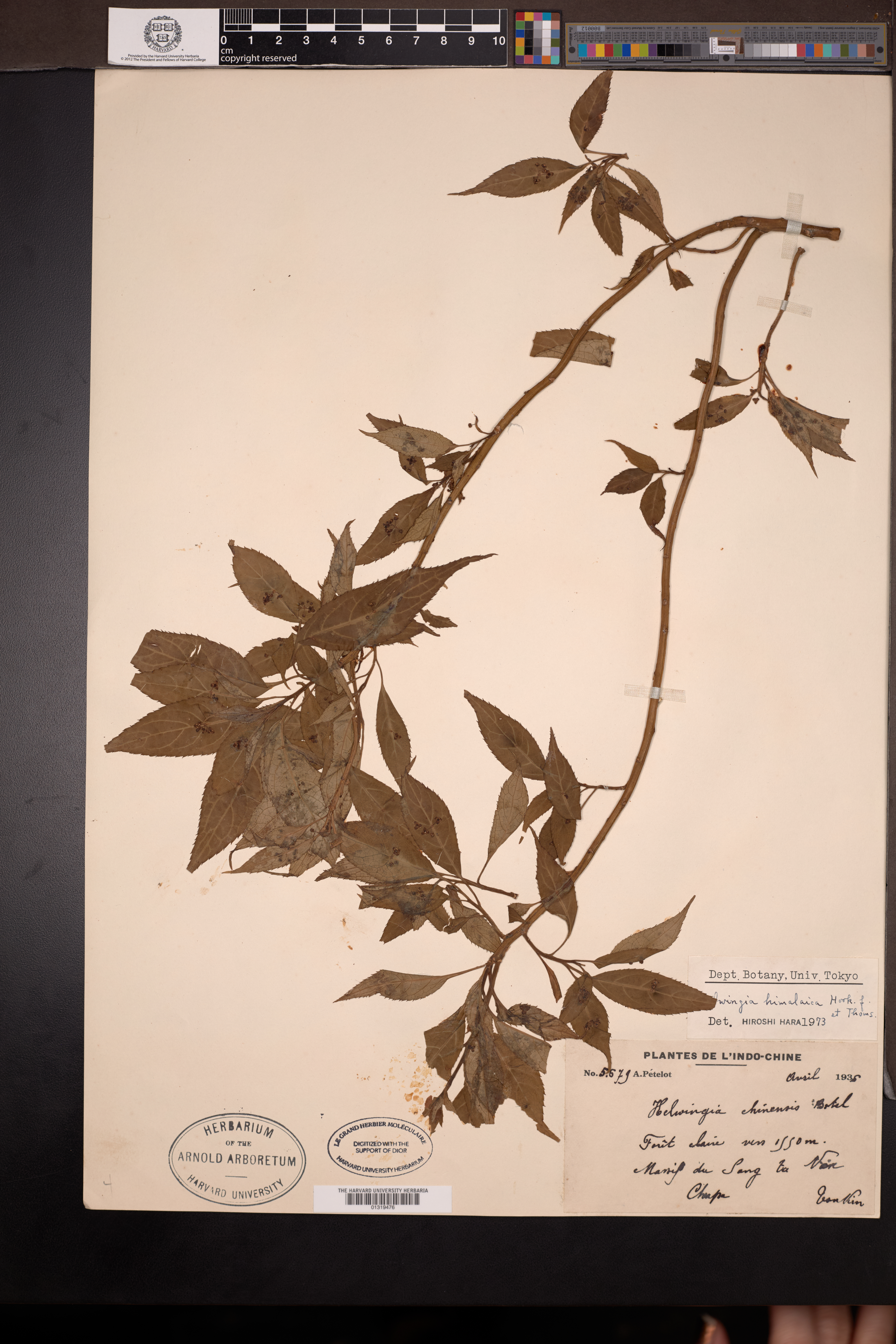Helwingia himalaica — ảnh 3