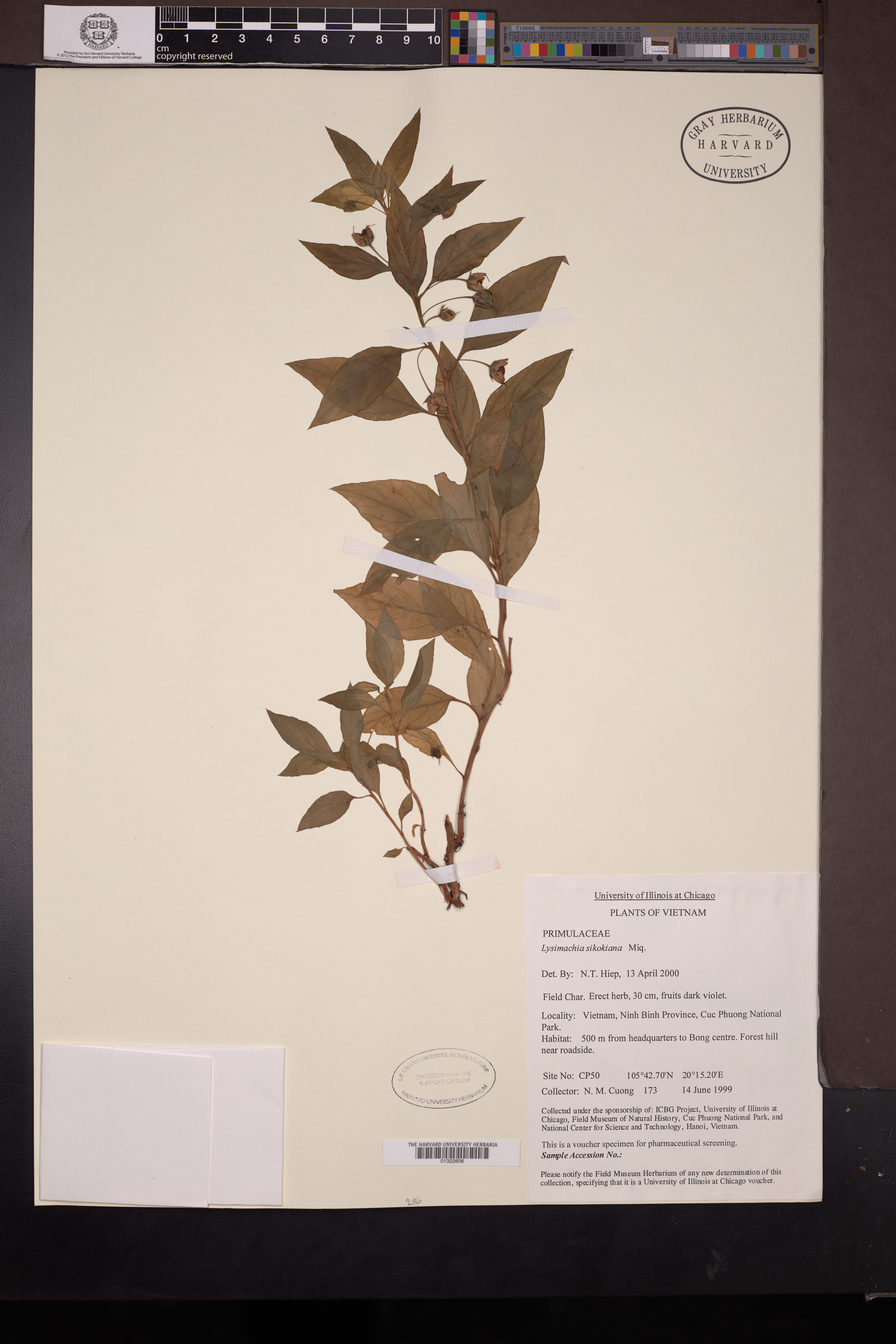 Lysimachia sikokiana — ảnh 2
