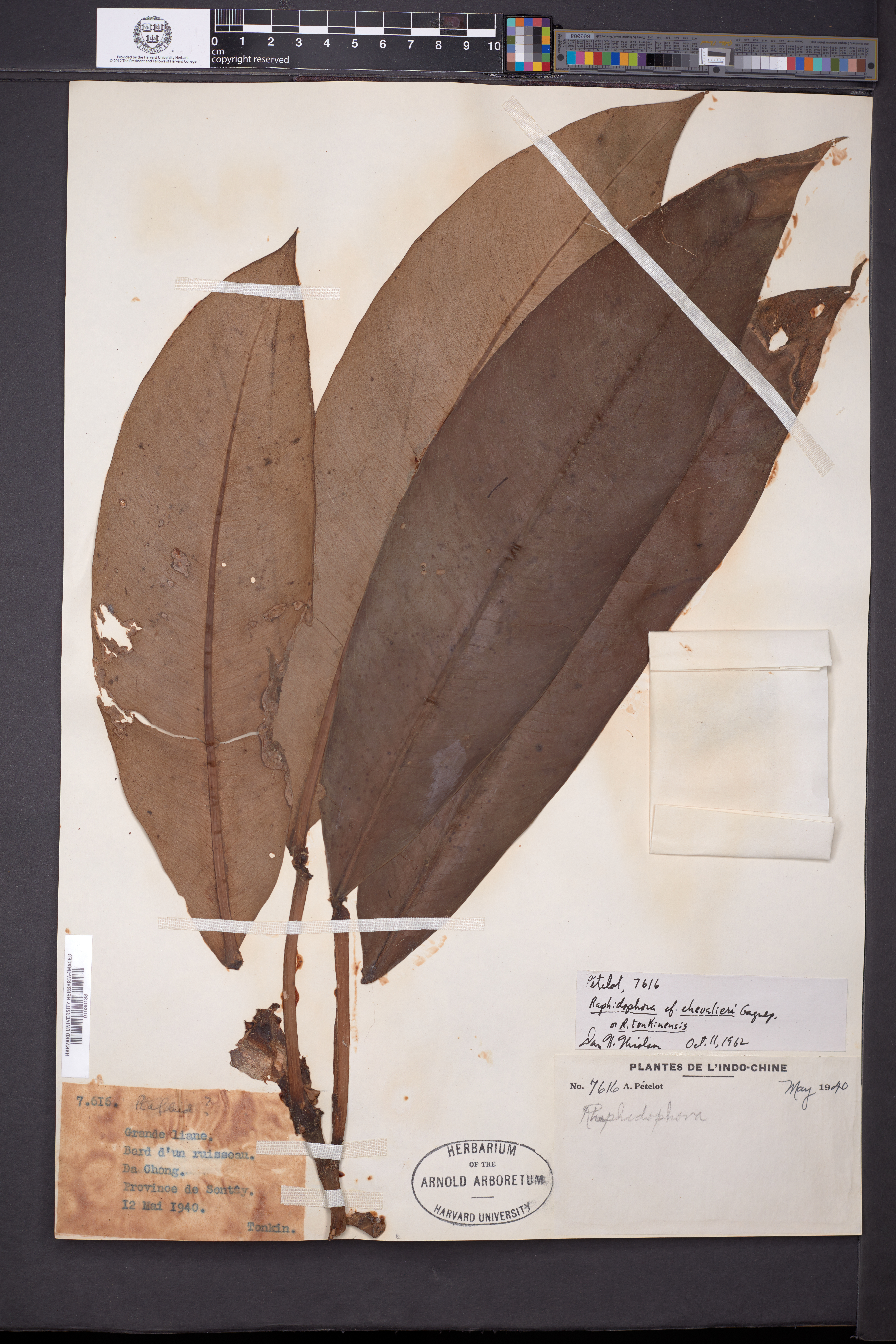 Rhaphidophora calophylla (Rhaphidophora calophylla)