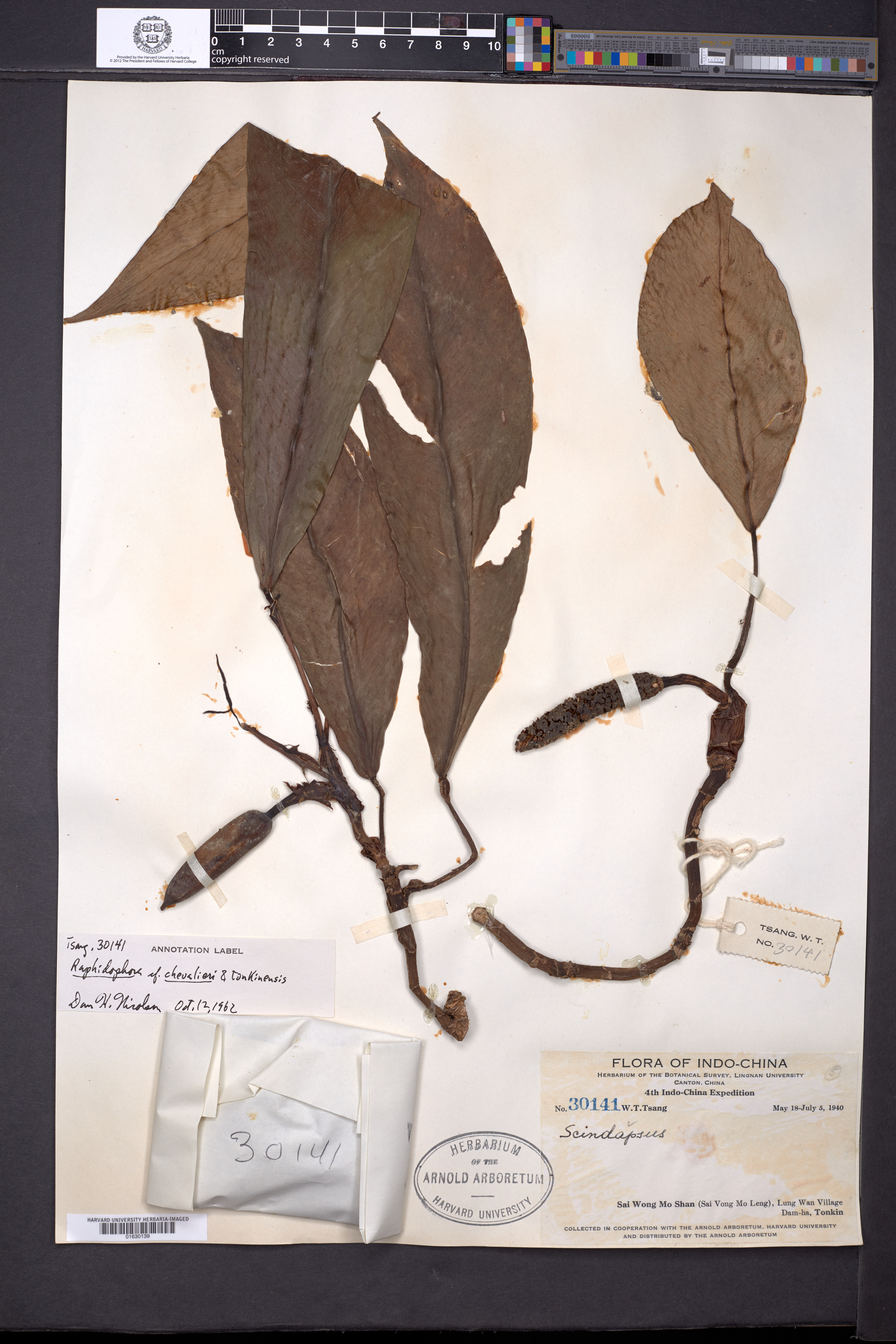 Rhaphidophora calophylla — ảnh 2