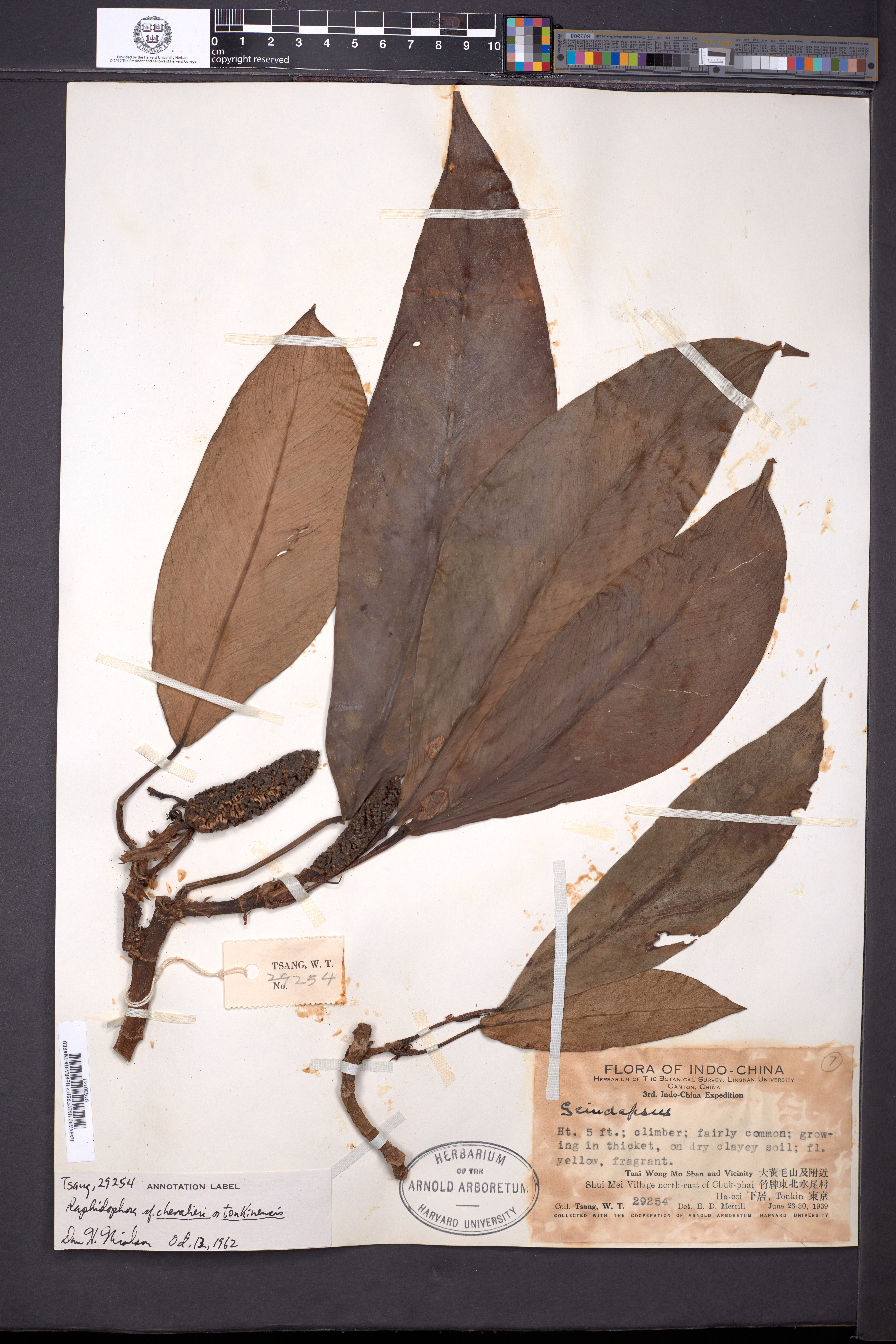 Rhaphidophora calophylla — ảnh 3