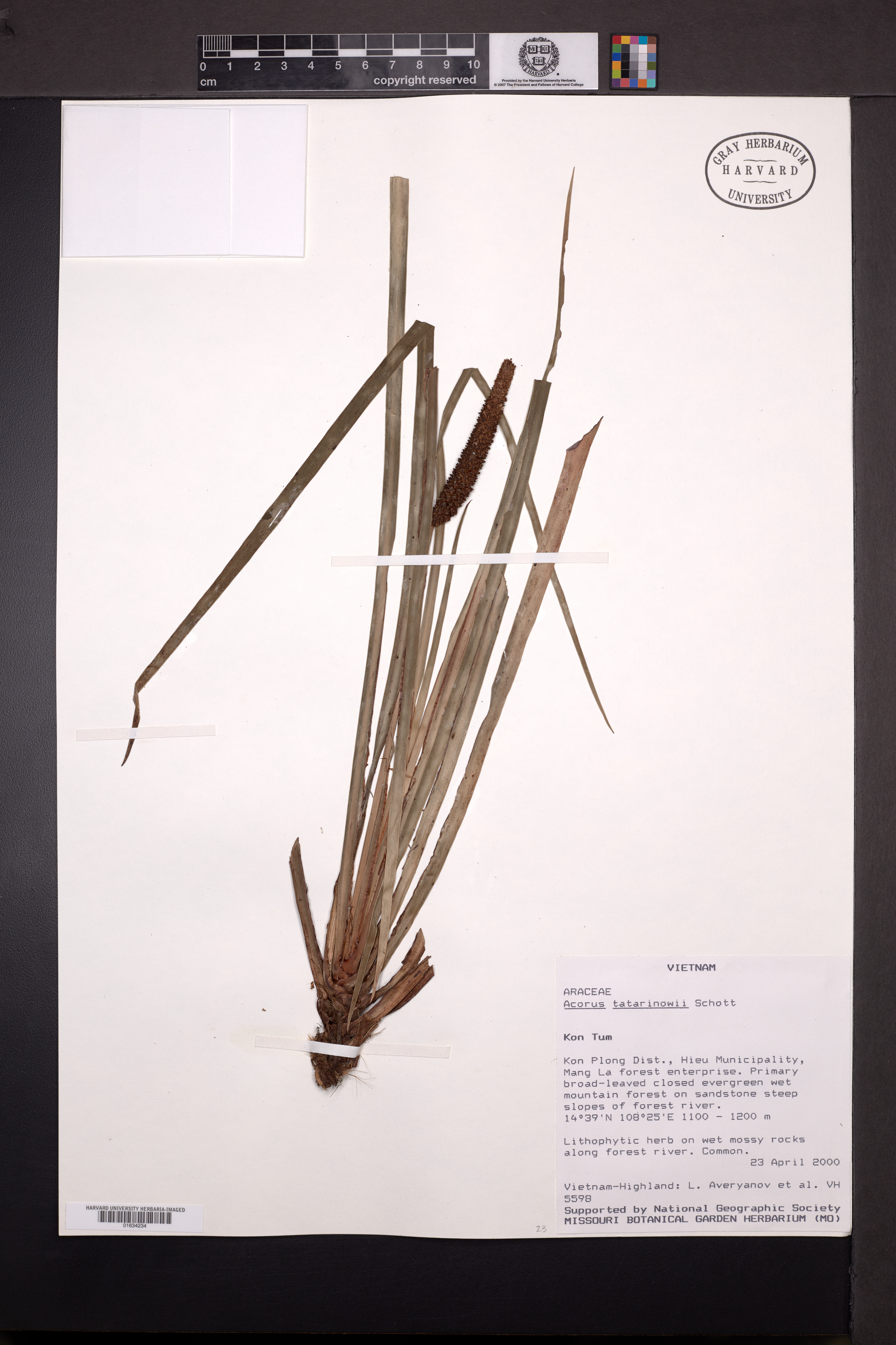 Acorus calamus — ảnh 2