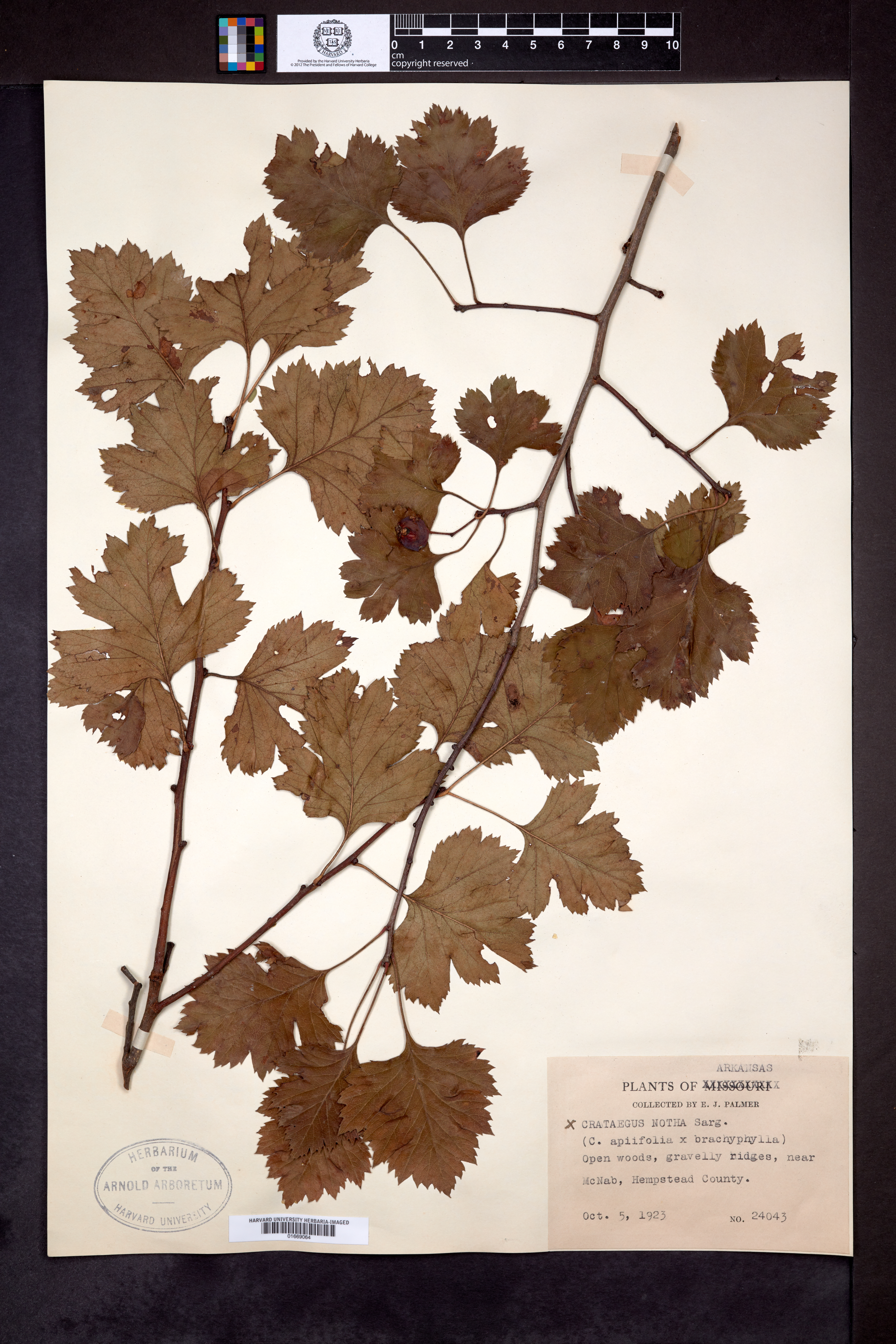Hawthorn