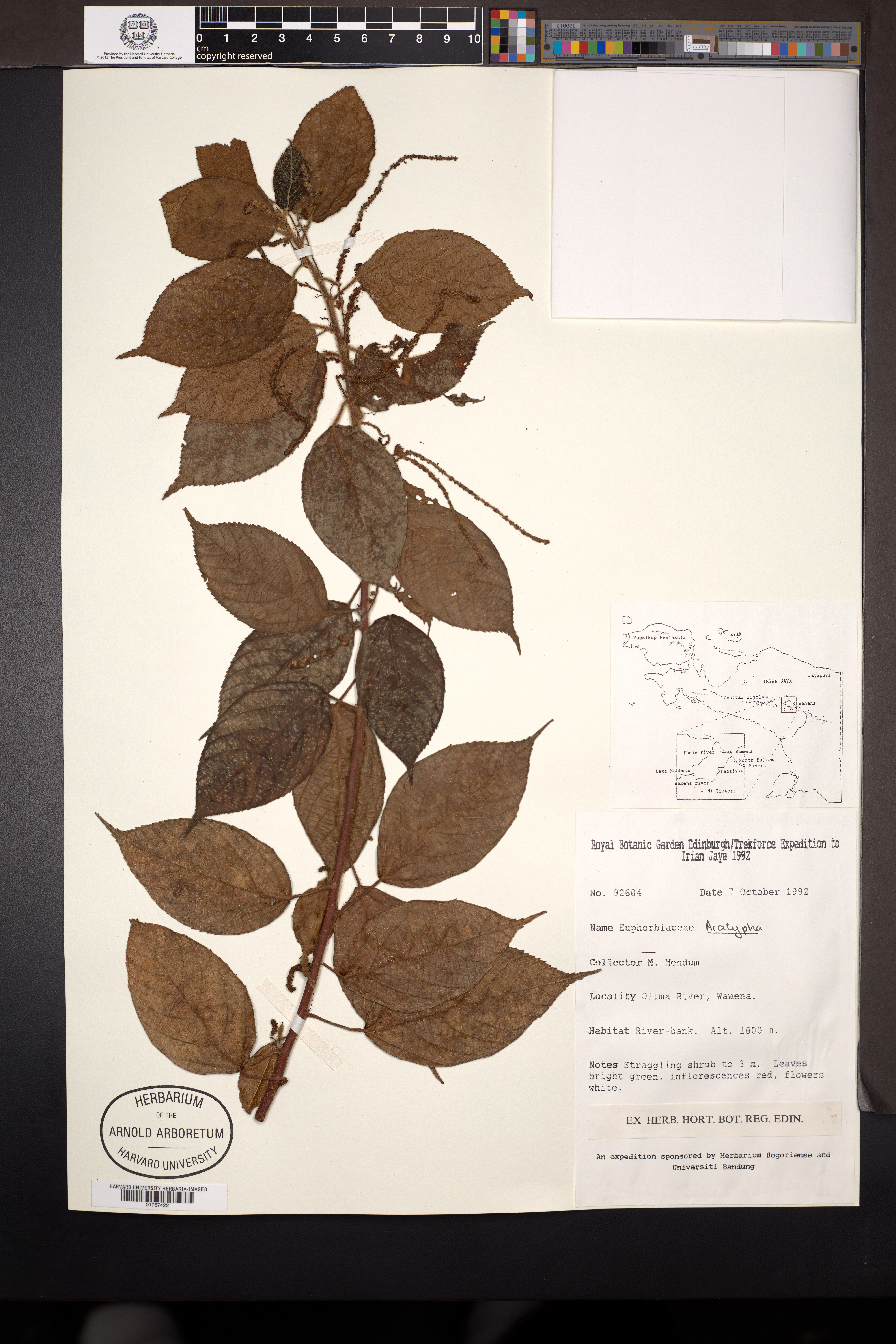 Acalypha L.