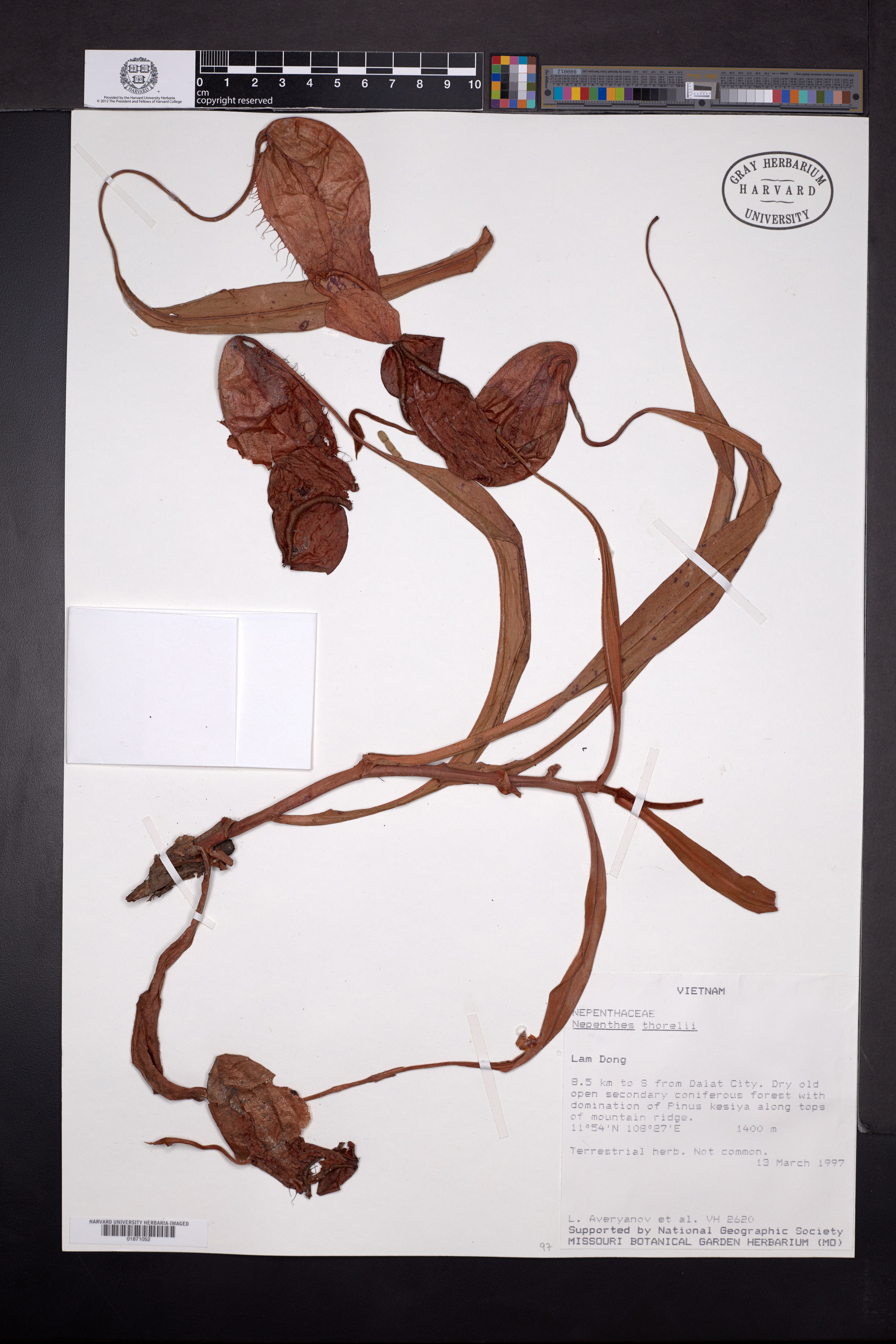 Nepenthes thorelii — ảnh 2