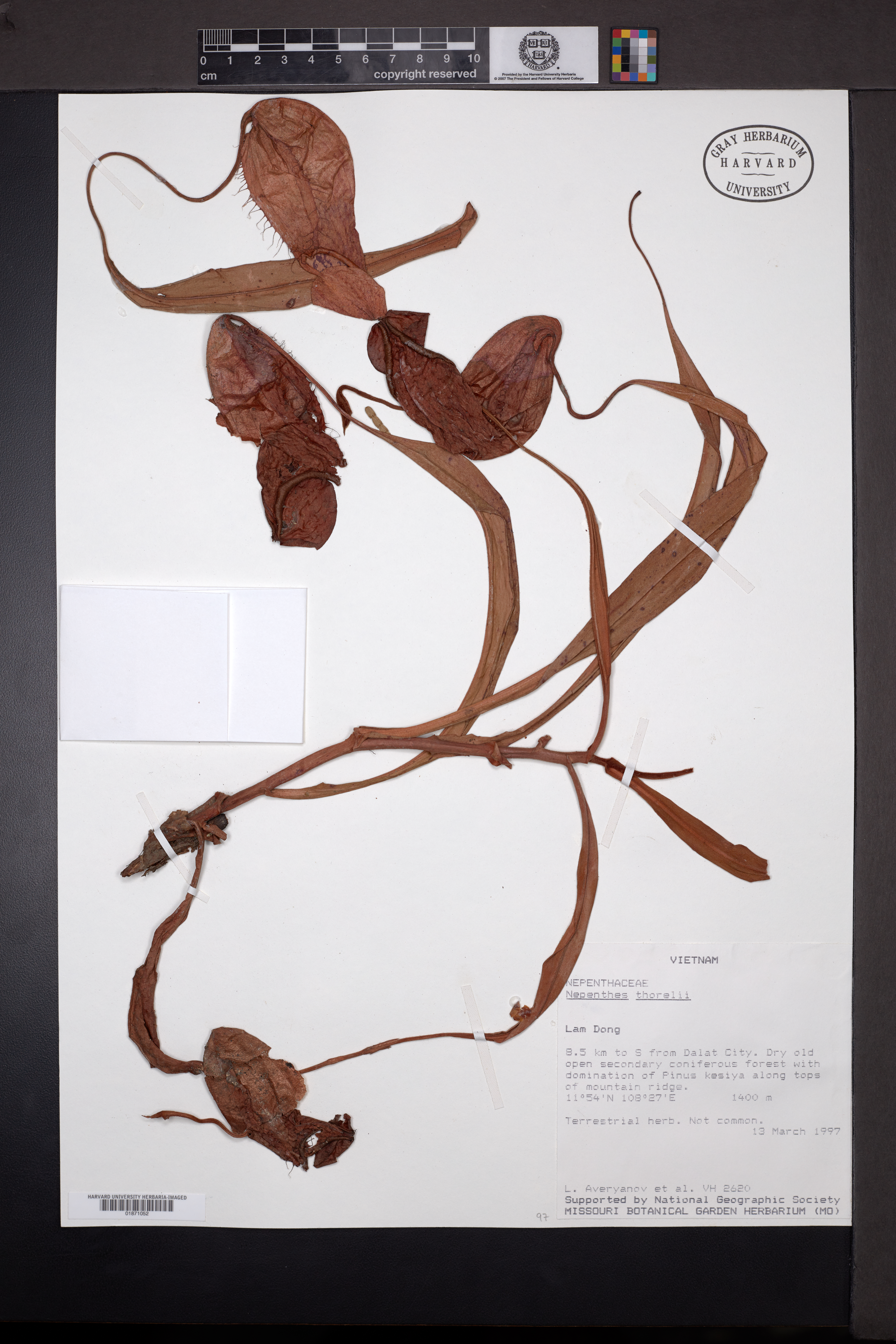 Nepenthes thorelii — ảnh 3
