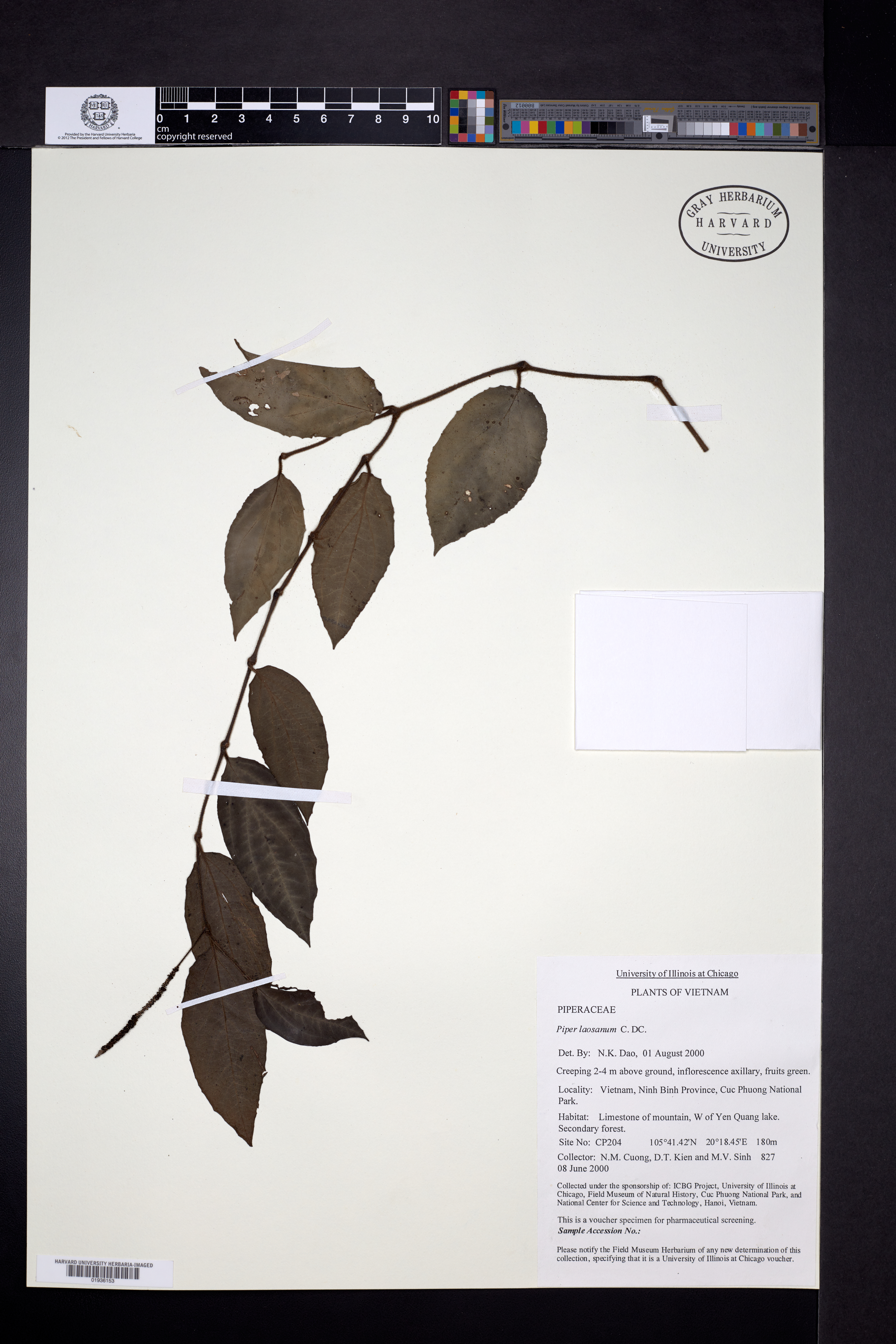 Piper laosanum — ảnh 3