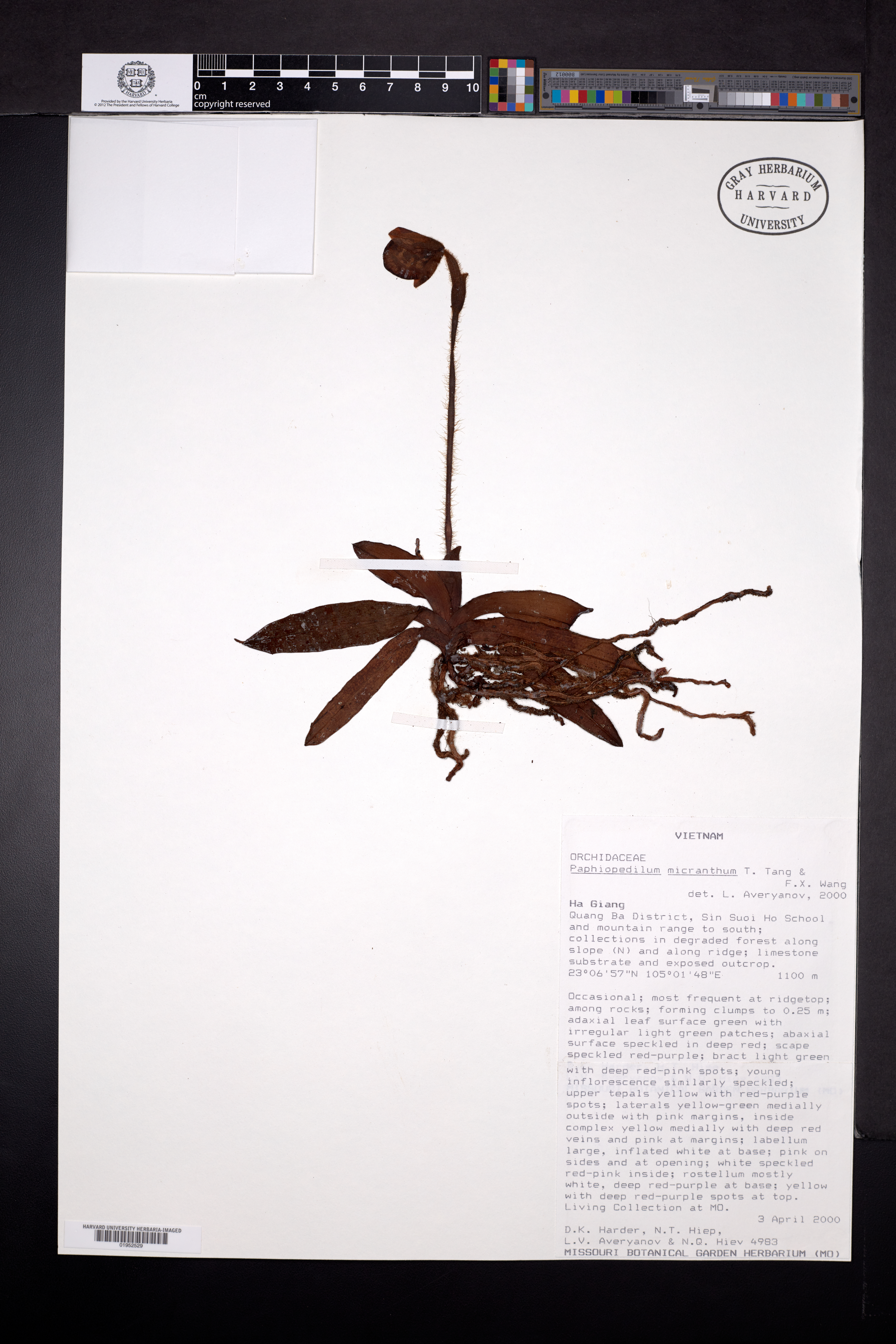Lan Hai (Paphiopedilum malipoense)