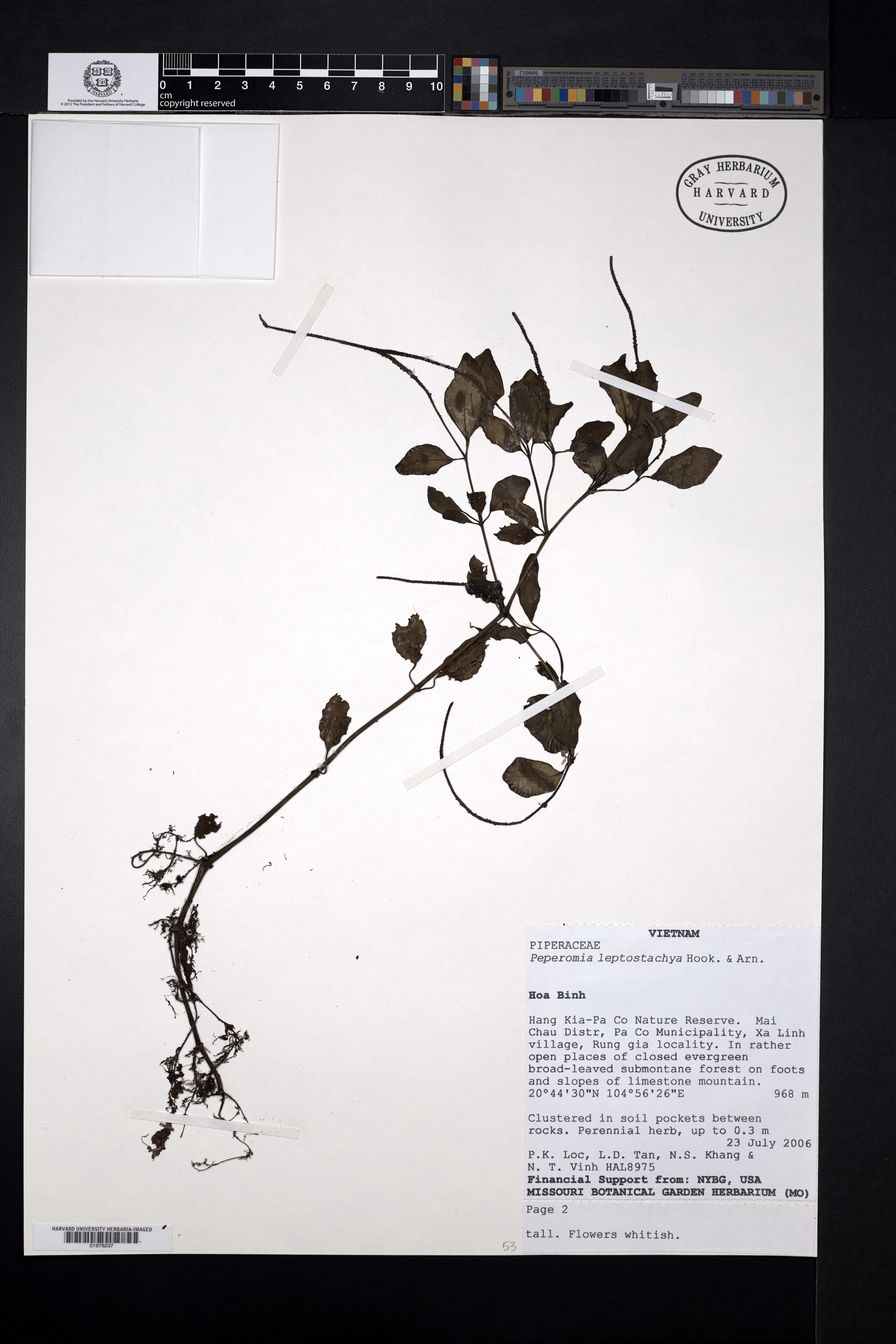 Peperomia leptostachya — ảnh 2