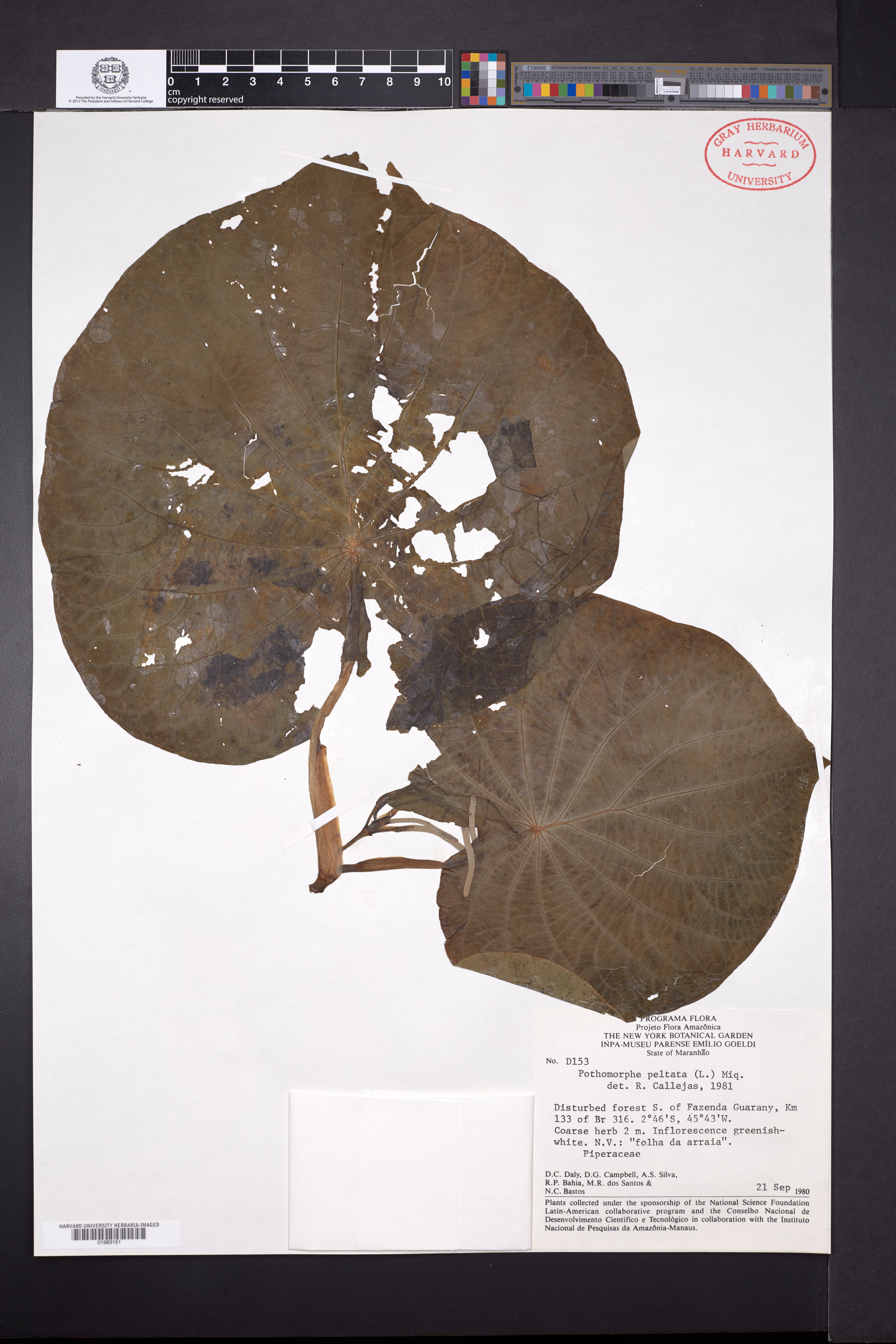 Lepianthes peltata