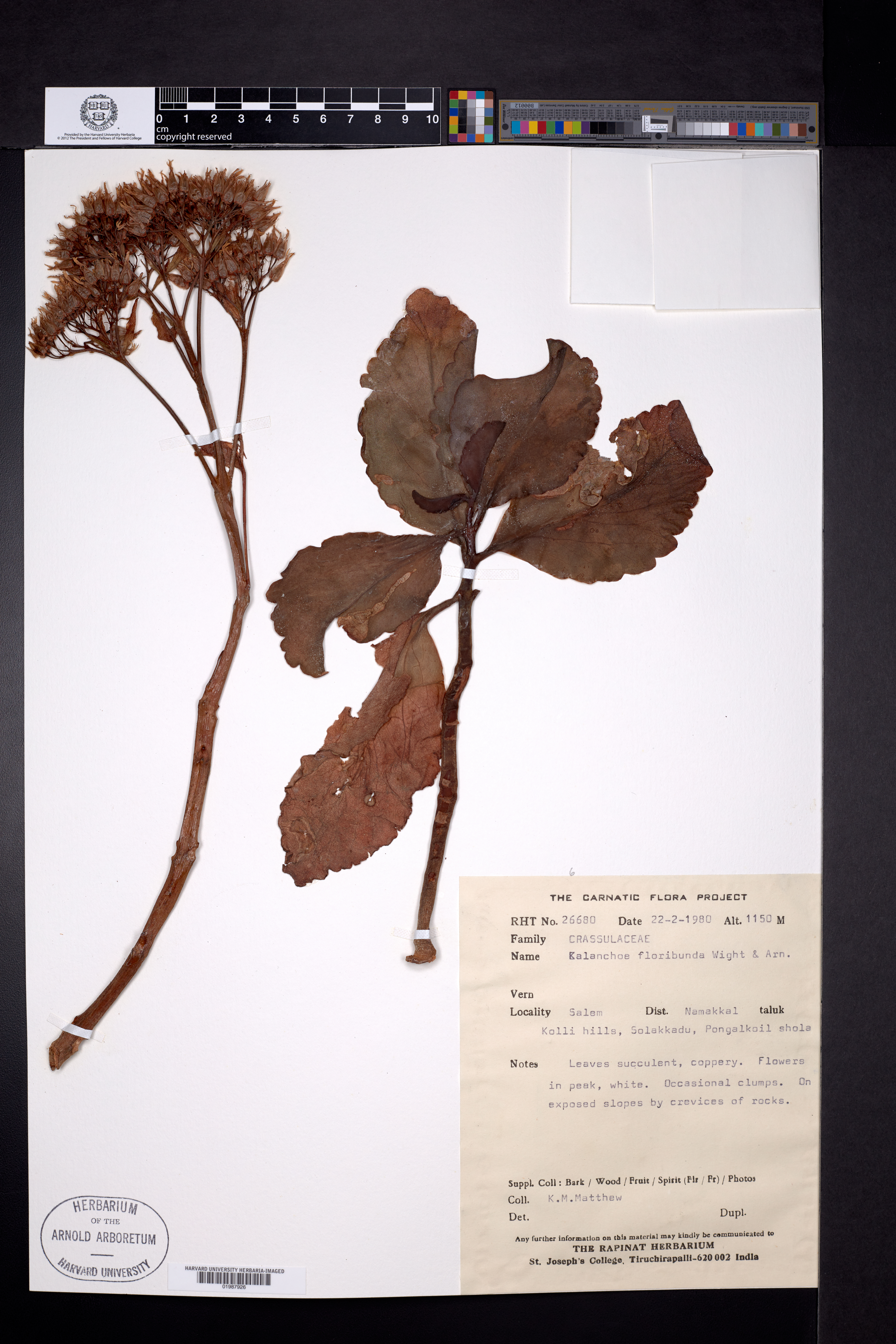 Kalanchoe floribunda (Kalanchoe floribunda)