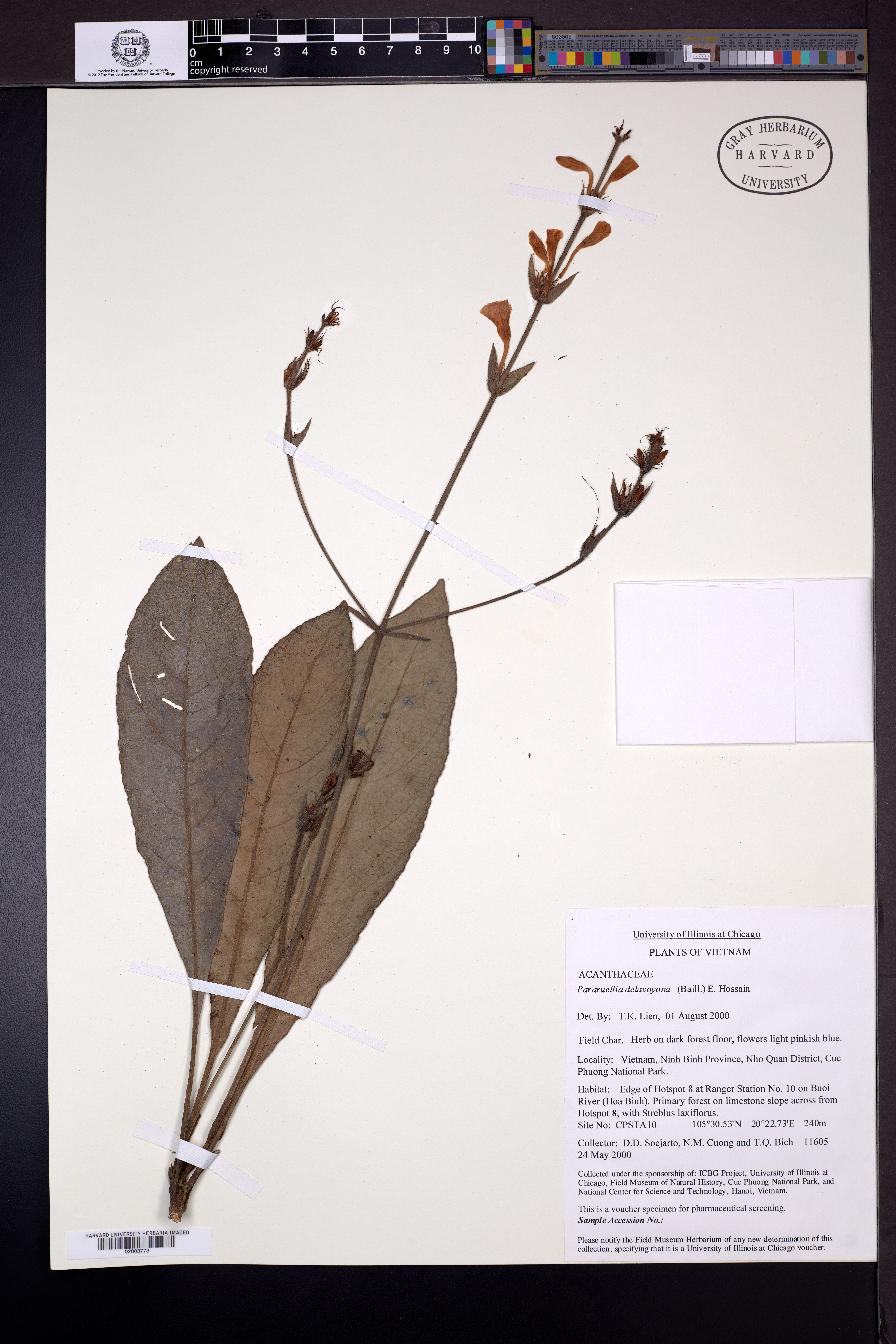 Pararuellia delavayana — ảnh 2